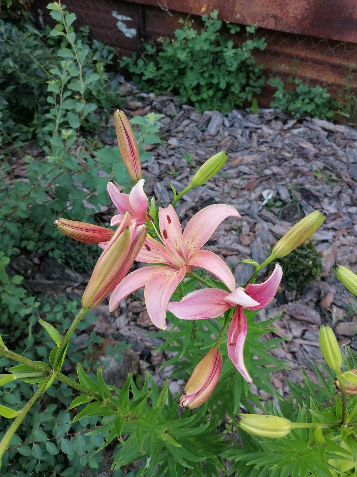 This is a medium shot, eye-level photograph of several pink lilies and their buds in an outdoor setting. The lilies are in various stages of bloom, with some fully open and others still tightly furled. The open lilies have delicate pink petals with darker pink speckles. The buds are elongated and pointed, with a greenish-pink hue.
The lilies are growing amongst lush green foliage. In the background, there is a layer of rough, greyish-brown mulch, and behind that, a rusty metal fence or corrugated sheeting, suggesting a garden or yard. The lighting suggests it could be daytime, possibly overcast or late afternoon, as there are no harsh shadows.
The scene is peaceful and natural, highlighting the beauty of the flowers. No people are visible in the image, and there is no visible text. The location context is Мыльниково, Russia.