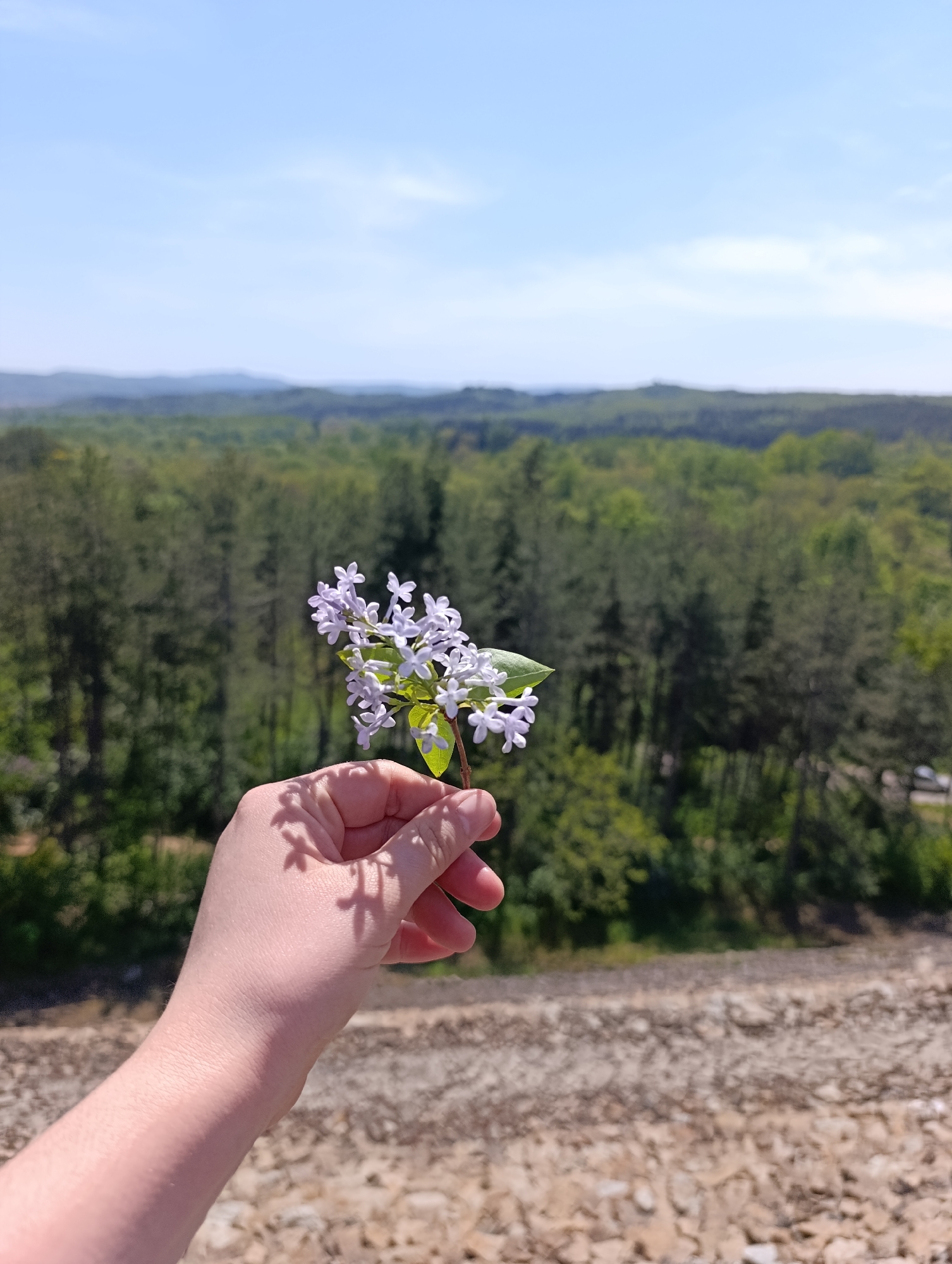 A close-up shot depicts a person holding a small cluster of light purple flowers with a few green leaves. The person's hand and forearm are visible, appearing light-skinned and slightly shadowed. In the background, there is a dense forest of green trees, which transitions into a hazy horizon line with distant, rolling hills under a light blue sky with scattered white clouds. The lower portion of the background is a beige, rocky or stony surface, possibly a cliff or embankment. Location information is not provided in the image.