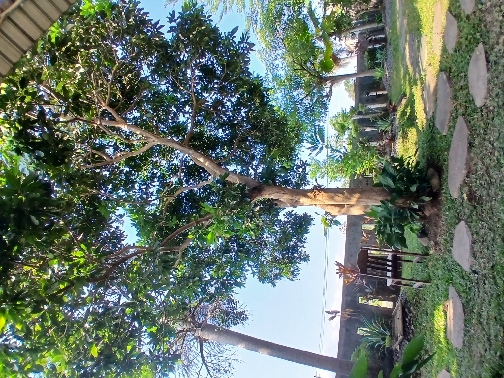 This is a ground-level, full-shot photograph taken in Tenggarang, Indonesia, depicting a garden area with lush greenery and various elements suggesting a tranquil outdoor setting. The dominant subject is a large tree with a thick, textured trunk and a canopy of dense green leaves, its branches reaching upwards towards a clear blue sky. Sunlight filters through the leaves, creating dappled light on the surrounding grass.
In the middle ground, a simple wooden chair with a dark stain is positioned on the grass, facing away from the viewer. Behind the chair, a low, grey stone wall with rectangular openings runs horizontally across the frame. Several types of plants, including spiky-leaved varieties and broad-leafed foliage, are arranged in front of and behind the wall. A pathway made of irregularly shaped flat stones leads through the grass.
To the left of the main tree, the trunk of a tall, slender palm tree with sparse fronds is visible. The background is dominated by the sky, with glimpses of rooftops and other vegetation suggesting a suburban or semi-rural environment. The overall impression is one of a well-maintained, peaceful garden, possibly a private residence or a communal green space in Tenggarang. There are no people or animals present in the scene.