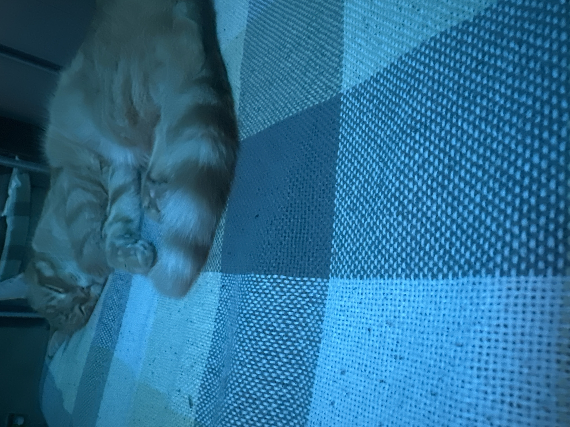 An orange tabby cat is sleeping on a blue and white checkered blanket. The cat is curled up on its side, with its paws tucked underneath its body. The blanket is made of a textured material, and the checkered pattern is formed by alternating squares of light and dark blue. The scene is dimly lit, with a blue light source casting a shadow on the blanket. There is no indication of the cat's location in the city of Omsk, Russia.