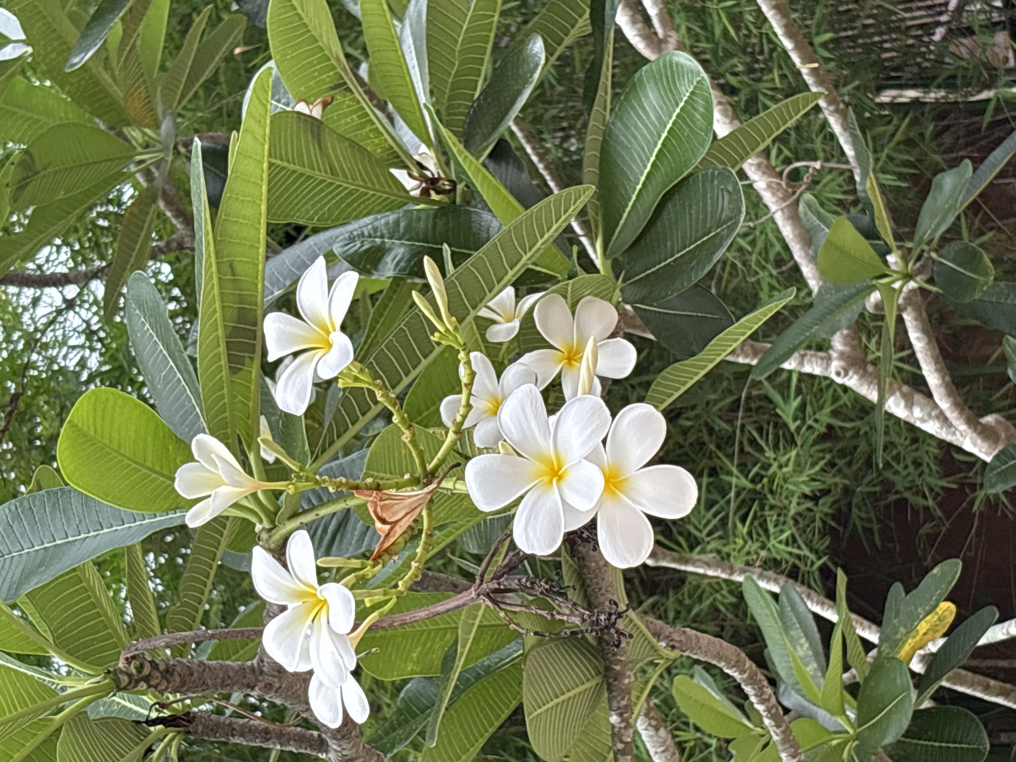 The image displays a close-up view of white frangipani flowers with yellow centers, set against a backdrop of lush green leaves and branches. The flowers are clustered on thin stems, with some in full bloom and others in bud. The leaves are broad and have prominent veins. The branches are rough and textured, with some dried brown remnants of past blooms visible. The background is softly blurred, suggesting a natural, outdoor environment, possibly a garden or park, with hints of other foliage and possibly a structure in the distance, though not clearly defined. The lighting appears to be natural daylight, illuminating the flowers and leaves without harsh shadows.