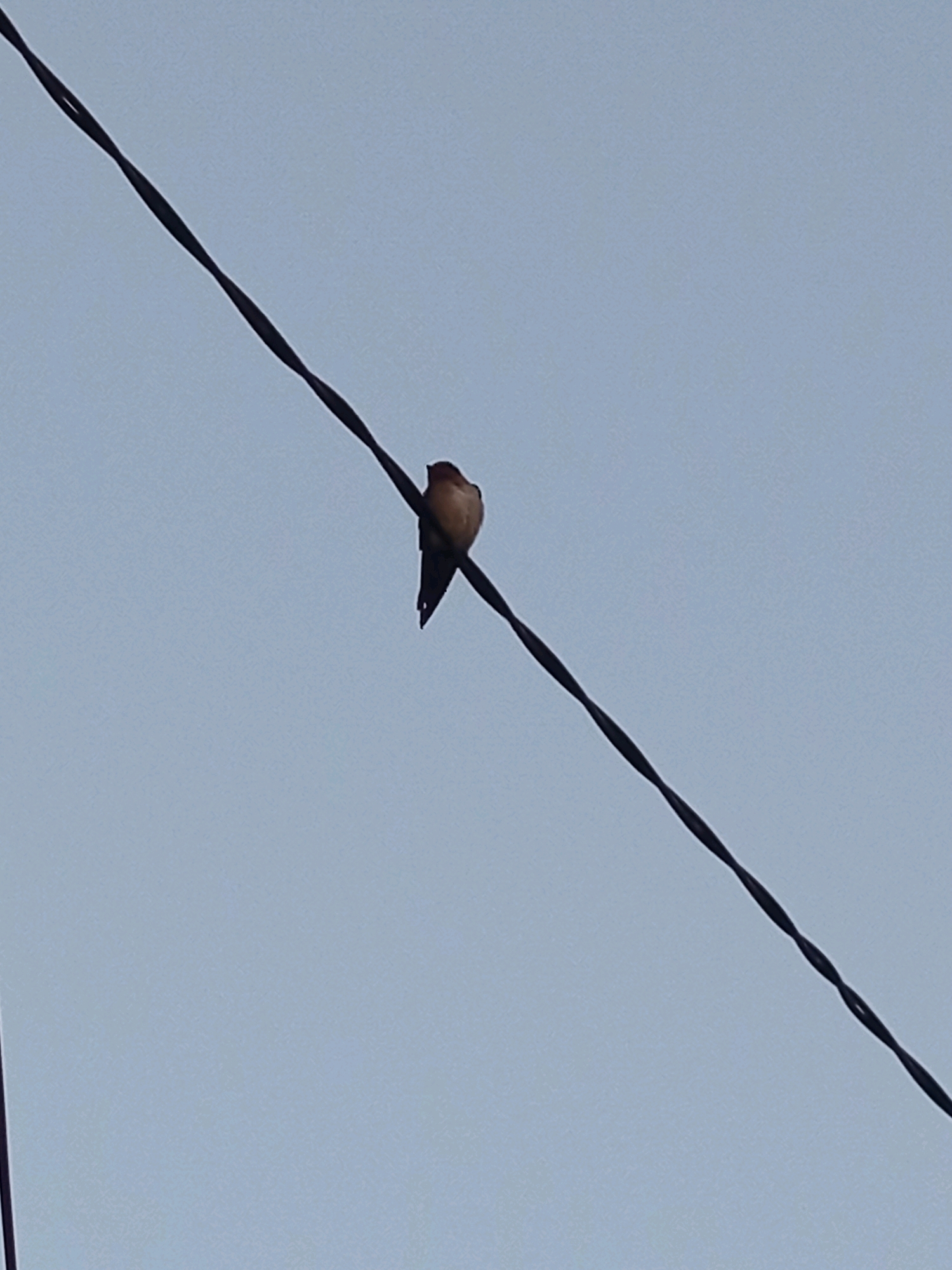 A bird perches on a wire against a pale blue sky. The wire is dark and appears to be an electrical line, strung diagonally across the frame from the top left to the bottom right. The bird is small and light brown, facing to the right. Its tail feathers are pointed and slightly fanned out. The bird is in focus, while the sky is a uniform, overcast color. There are no other discernible objects or people in the image. The setting is likely outdoors, as indicated by the wire and the sky.