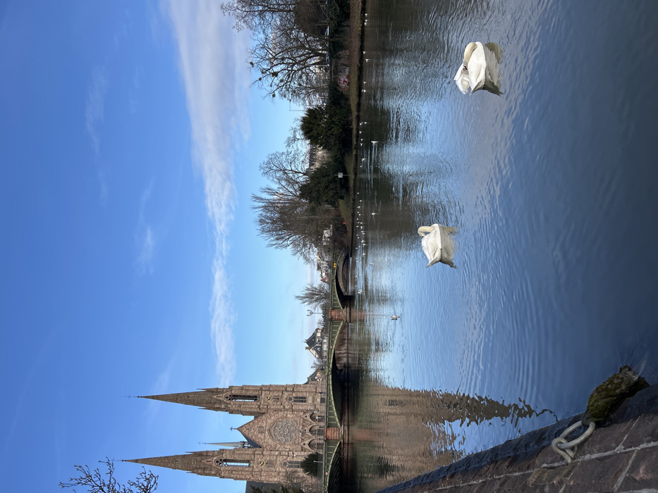 The image displays a wide view of the Ill River in Strasbourg, France, under a clear blue sky with sparse white clouds. In the foreground, two white swans float on the water; one is positioned mid-left, facing left, while the other, closer to the mid-right, appears to be preening or resting with its head tucked back. Numerous smaller white birds are scattered across the river's surface further into the mid-ground. A dark stone embankment with a moss-covered metal mooring ring is visible in the lower left foreground. Multiple arched bridges with green-painted structures span the river beyond the swans. The Église Saint-Paul, a large Gothic Revival church constructed from red sandstone with two prominent spires and a central rose window, stands on the far bank, its reflection visible in the water. The riverbanks are lined with dormant deciduous trees, some exhibiting clumps of mistletoe, interspersed with evergreen foliage and visible buildings beyond. The scene is illuminated by natural daylight.