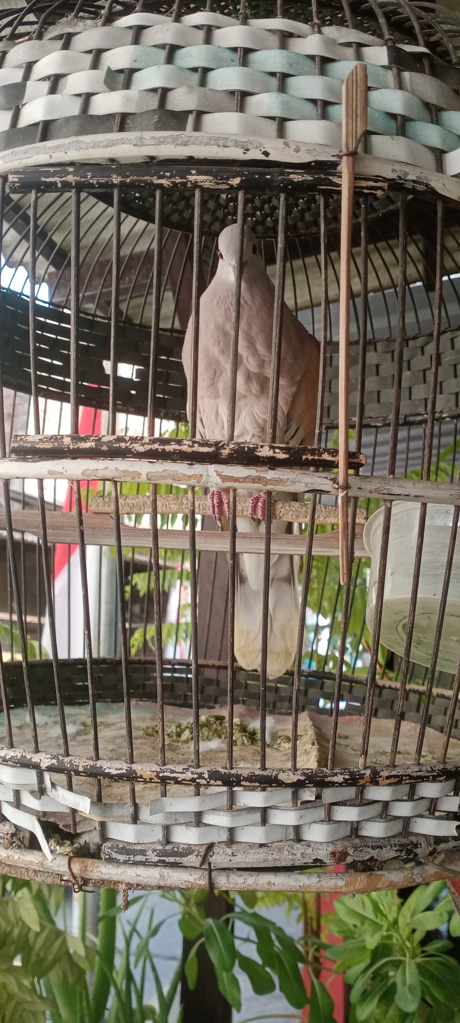 A light brown dove is perched on a wooden dowel inside a wicker and wire birdcage. The birdcage is made of woven white and blue material at the top and has a distressed wooden rim. The bird is facing the camera, and its pink feet are visible gripping the dowel. The cage contains scattered birdseed on the bottom. In the background, out of focus, are green plants and a red and white object that might be a flag. The scene appears to be outdoors. The specific location in Semarang, Indonesia, is not discernible from the image.