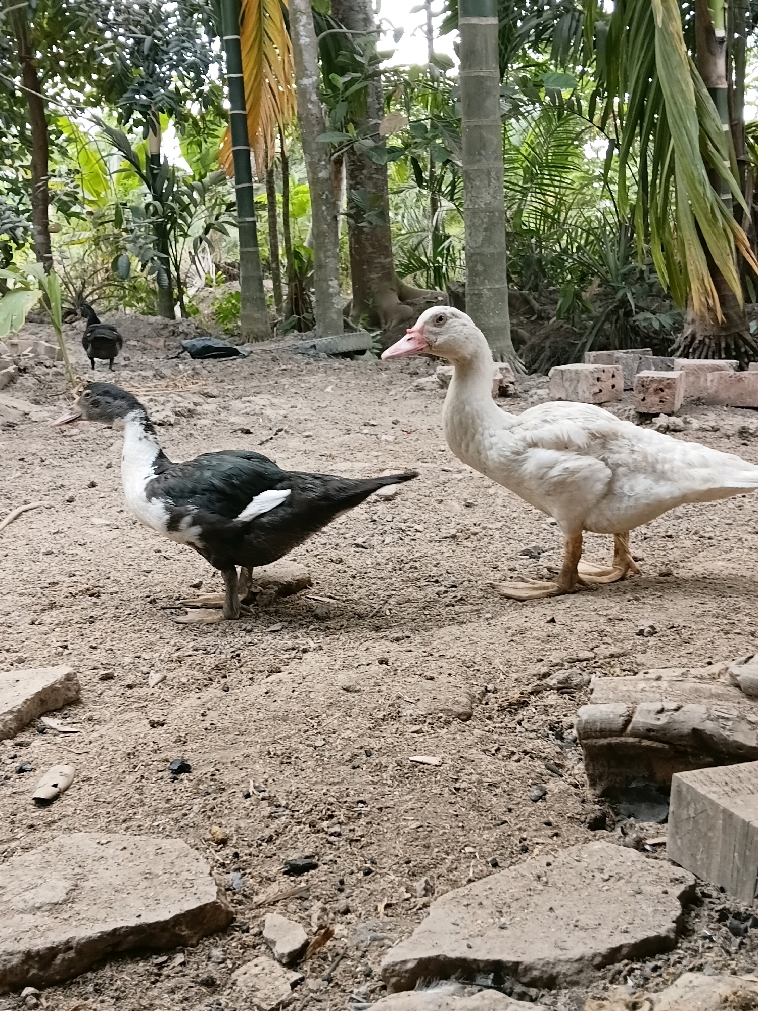 Two ducks are standing on sandy ground in an outdoor setting with trees and foliage in the background. The duck on the left is black and white with its head turned to the left. The duck on the right is mostly white with its head turned to the left and a pink beak. In the far background, a black chicken is visible. The ground is composed of sand, small pebbles, and scattered pieces of concrete. The environment appears to be rural, with a dense growth of trees and palm-like plants. The lighting suggests it is daytime. The image does not contain any elements that would specifically place it in Margo Rukun, Indonesia.