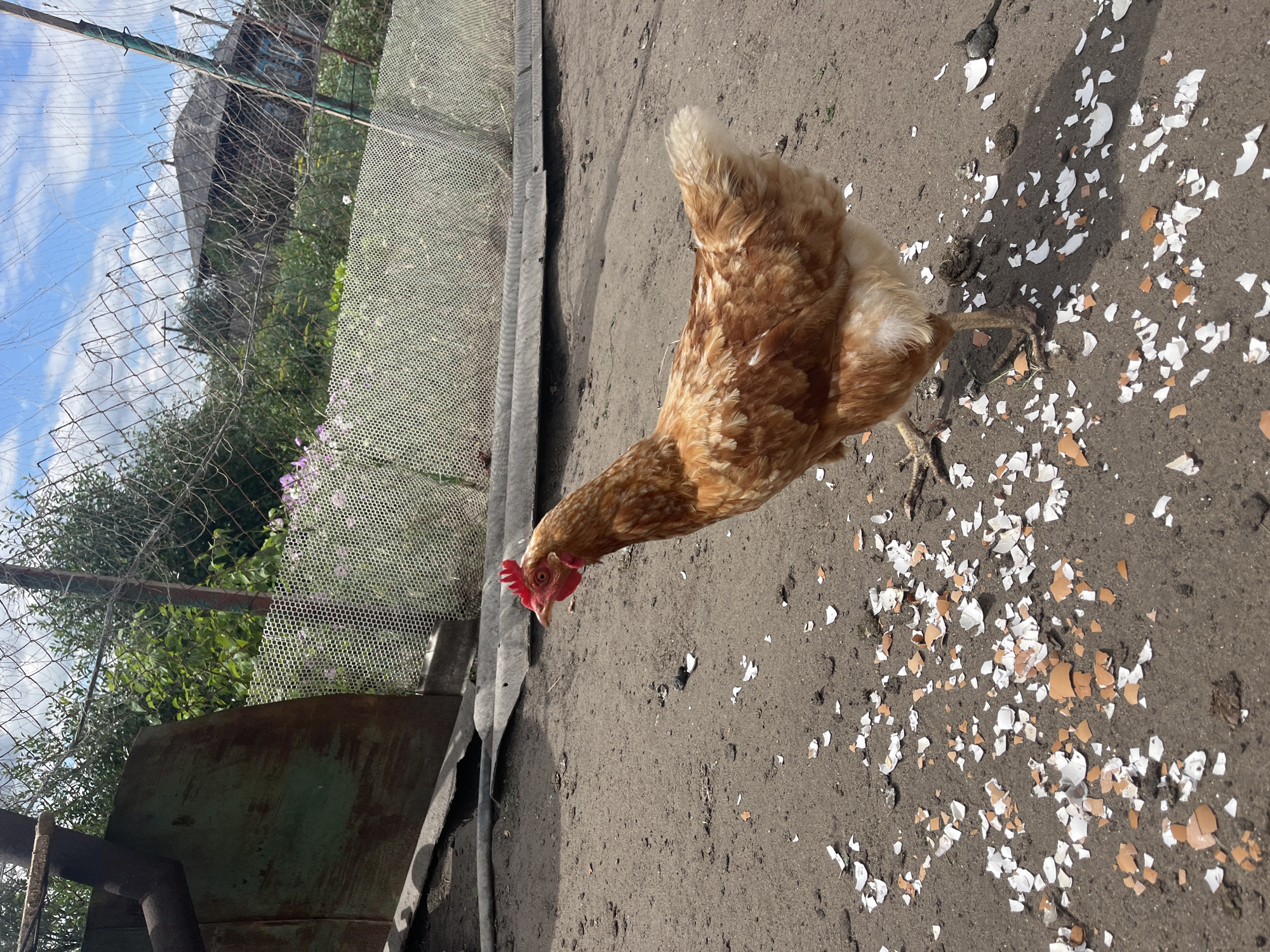 An adult hen with brown and white plumage stands on a dirt ground covered with numerous broken eggshells. The hen's head is turned to the left, and its beak is slightly open. Behind the hen, a rusty metal sheet leans against a fence made of wire mesh and wooden posts. Beyond the fence, there is dense green foliage, and in the distance, a dilapidated wooden structure with a dark roof is visible. The sky above is blue with scattered white clouds. The scene appears to be an outdoor enclosure in a rural or semi-rural setting, likely within the village of Sukhinskoye, Russia, given the context.