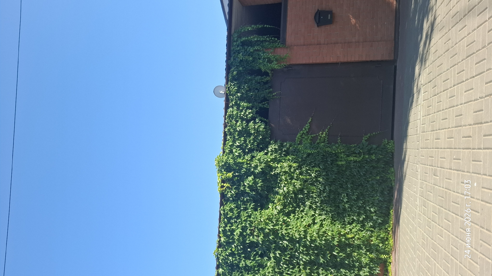 This media file captures an exterior view of a building facade, heavily draped in lush green ivy. The building appears to have a brick lower section and a dark brown garage door or gate. Above the ivy, a portion of a red brick wall is visible, with a small black mailbox mounted on it. A satellite dish is also present on the building. The scene is bathed in bright sunlight, suggesting a clear, sunny day. To the right of the ivy-covered wall is a paved walkway made of light-colored rectangular bricks, with shadows cast upon it, indicating it's either late afternoon or early morning. The vast, clear blue sky dominates the left side of the frame. A thin, dark line, possibly a wire, is visible against the sky on the far left. The bottom right corner features text that reads "24 ИЮНЯ 2026 г. 17:03", indicating the date and time the photo was taken: June 24, 2026, at 5:03 PM. The overall impression is one of a well-maintained property in a warm climate, possibly a residential or commercial area in Rostov-on-Don, Russia.