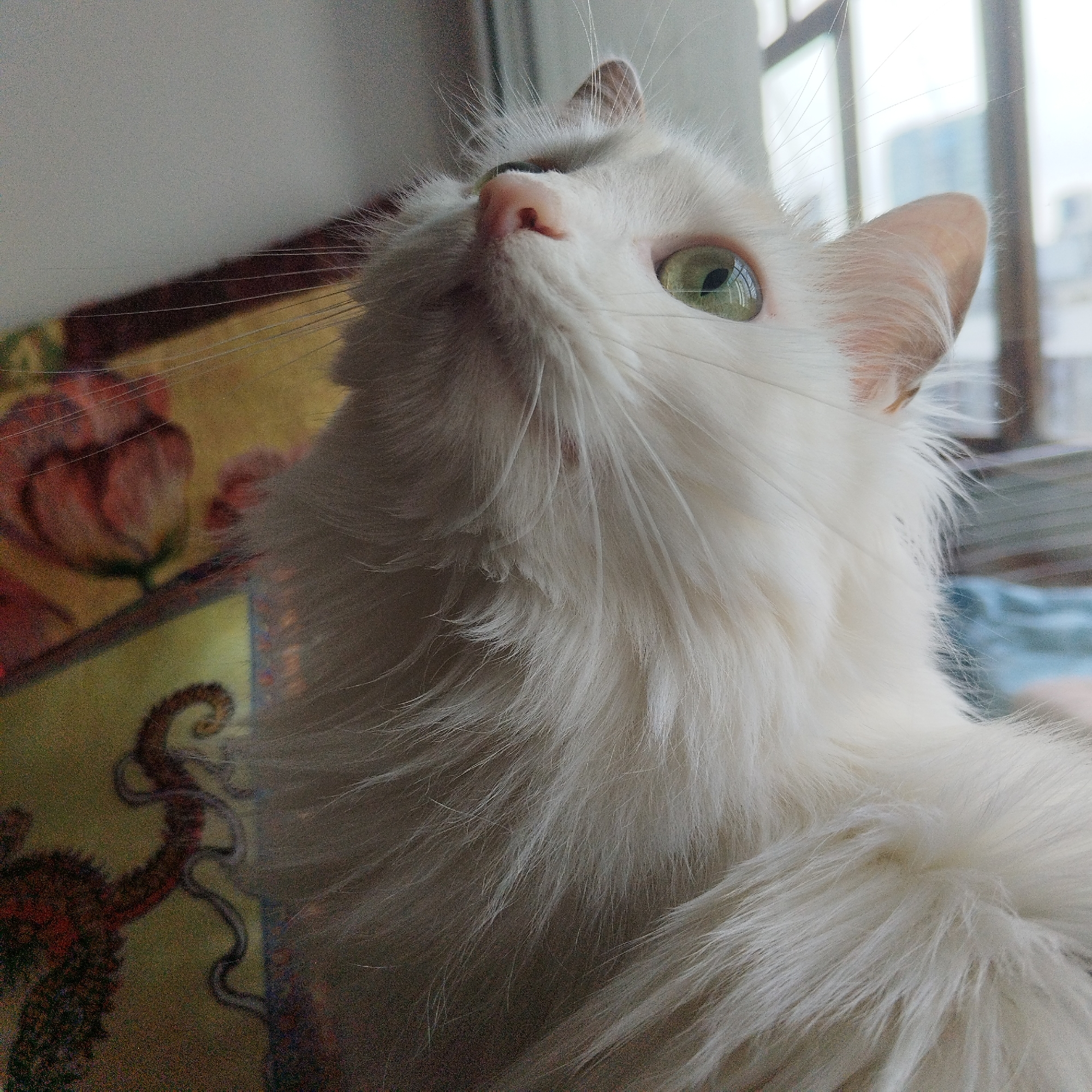 A white, fluffy cat looks upward. The cat has green eyes and a pink nose. The cat is near a window. Outside of the window appears to be a cloudy cityscape. The location is Yekaterinburg, Russia.