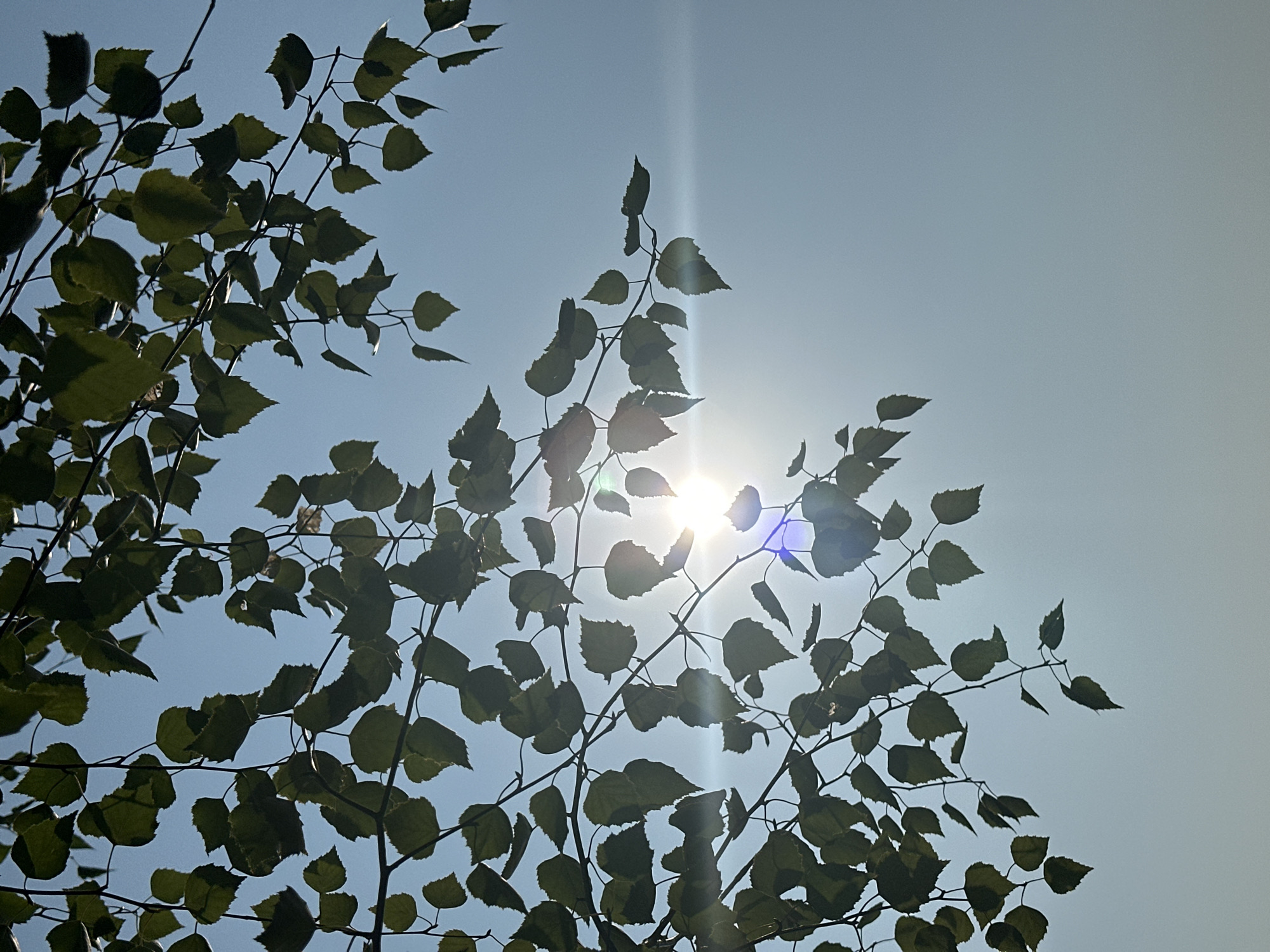 The image shows a close-up view of tree branches with green leaves against a clear, light blue sky. The sun is visible and shining brightly, creating a lens flare effect across the sky and behind some of the leaves. The leaves are backlit by the sun, making their silhouettes distinct. The branches extend from the top and left sides of the frame, with some leaves hanging down. The overall impression is of a sunny day, possibly in a park or natural area within the city of Samarsky, Russia. There are no people or man-made objects clearly visible in the image.