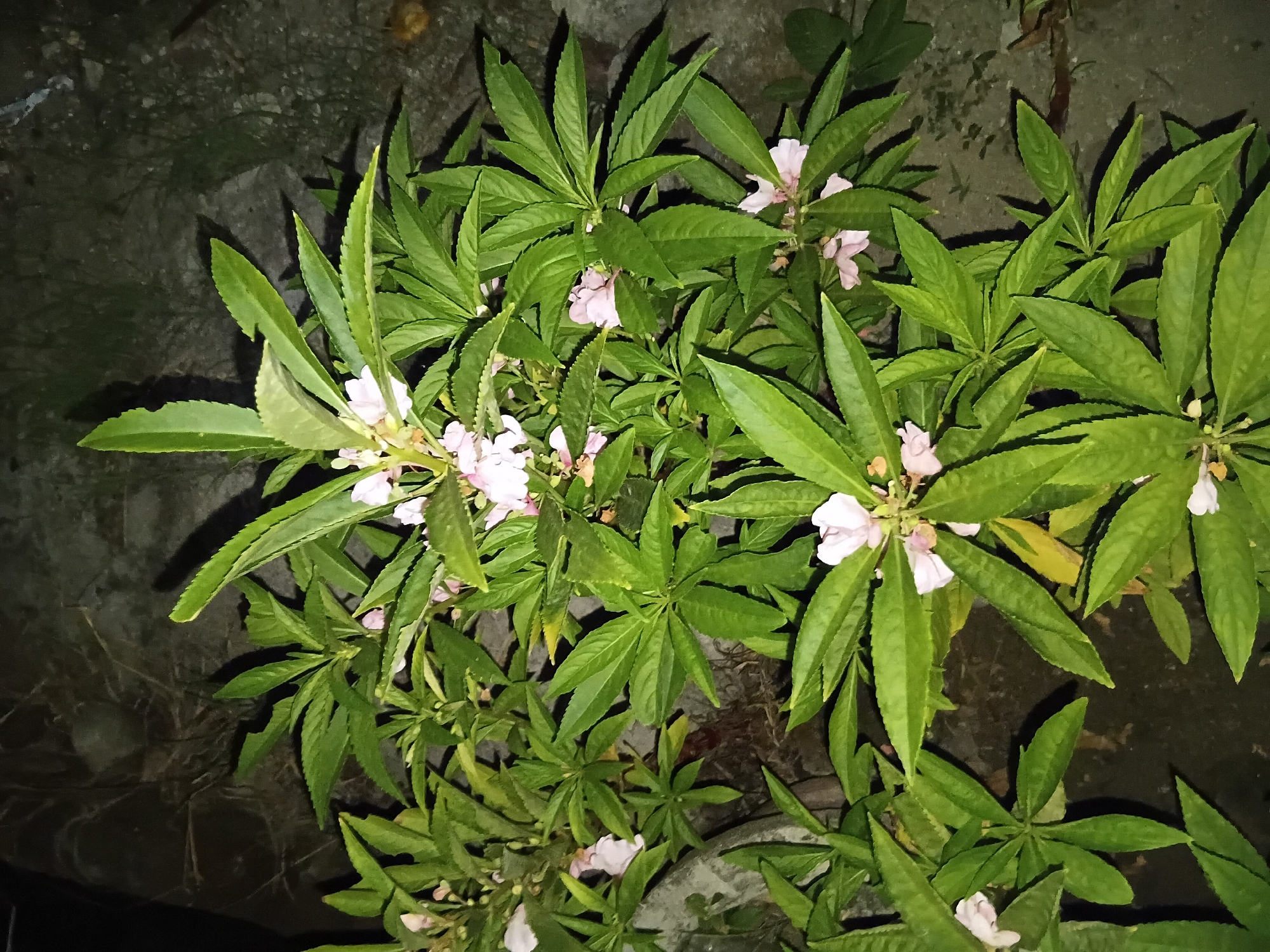 The image shows a cluster of Impatiens balsamina plants with light pink flowers growing near a concrete surface. The leaves are long, serrated, and green. The location is likely outdoors, based on the presence of concrete and the type of plants. The lighting is dim, suggesting it might be evening or a shaded area.