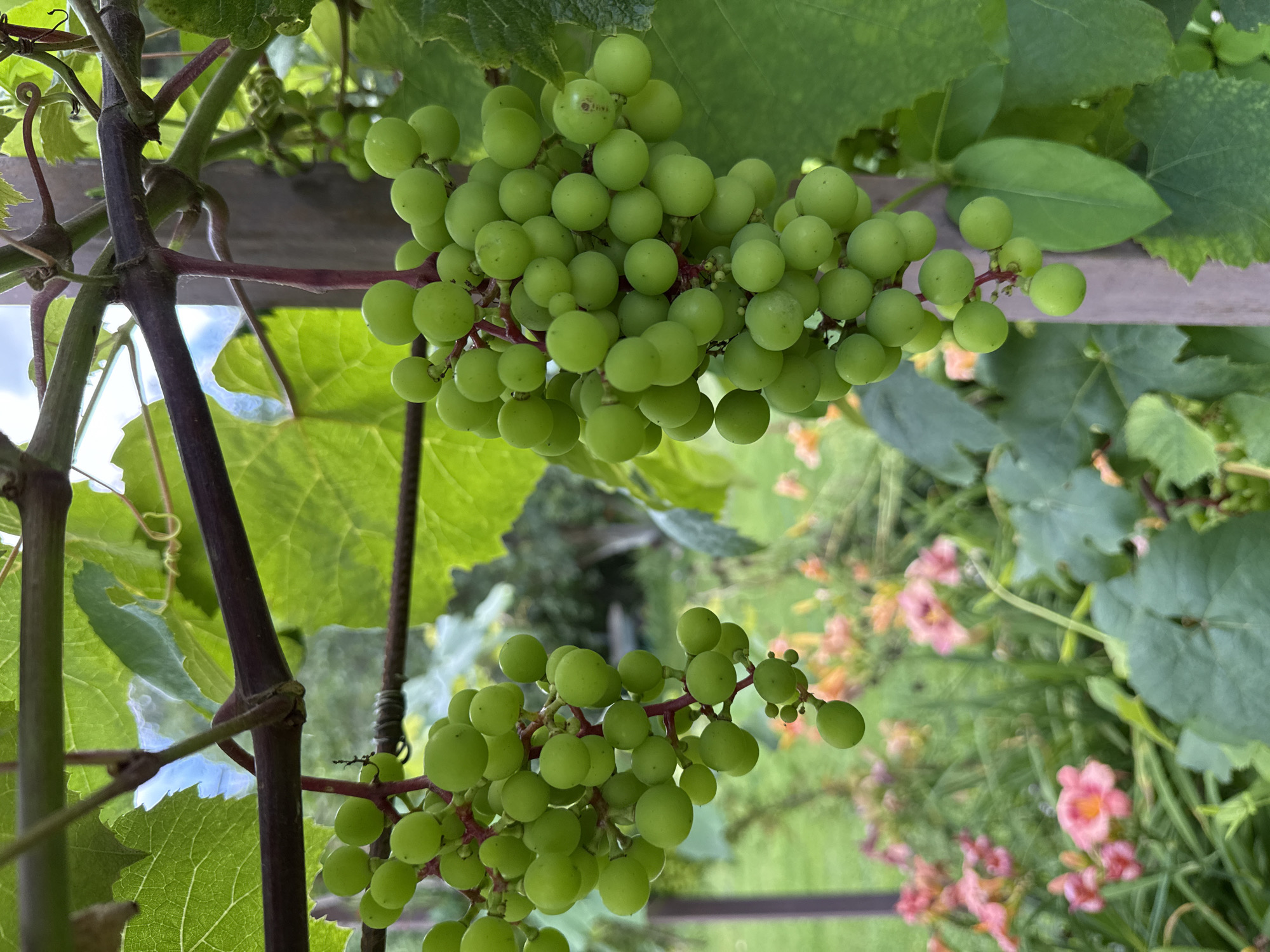 A close-up, eye-level shot captures two clusters of unripe green grapes hanging from a vine. The grapes are round and a bright, uniform green, with a few stems visible. Large, textured green grape leaves surround the fruit, and the dark brown vine supports the weight. In the background, out of focus, is a garden scene with lush green grass and several pink and orange flowers. The setting appears to be a residential garden, potentially in the city of Mahilyow, Belarus. The lighting suggests it is daytime, with natural sunlight filtering through the leaves. No people or animals are present in the frame.