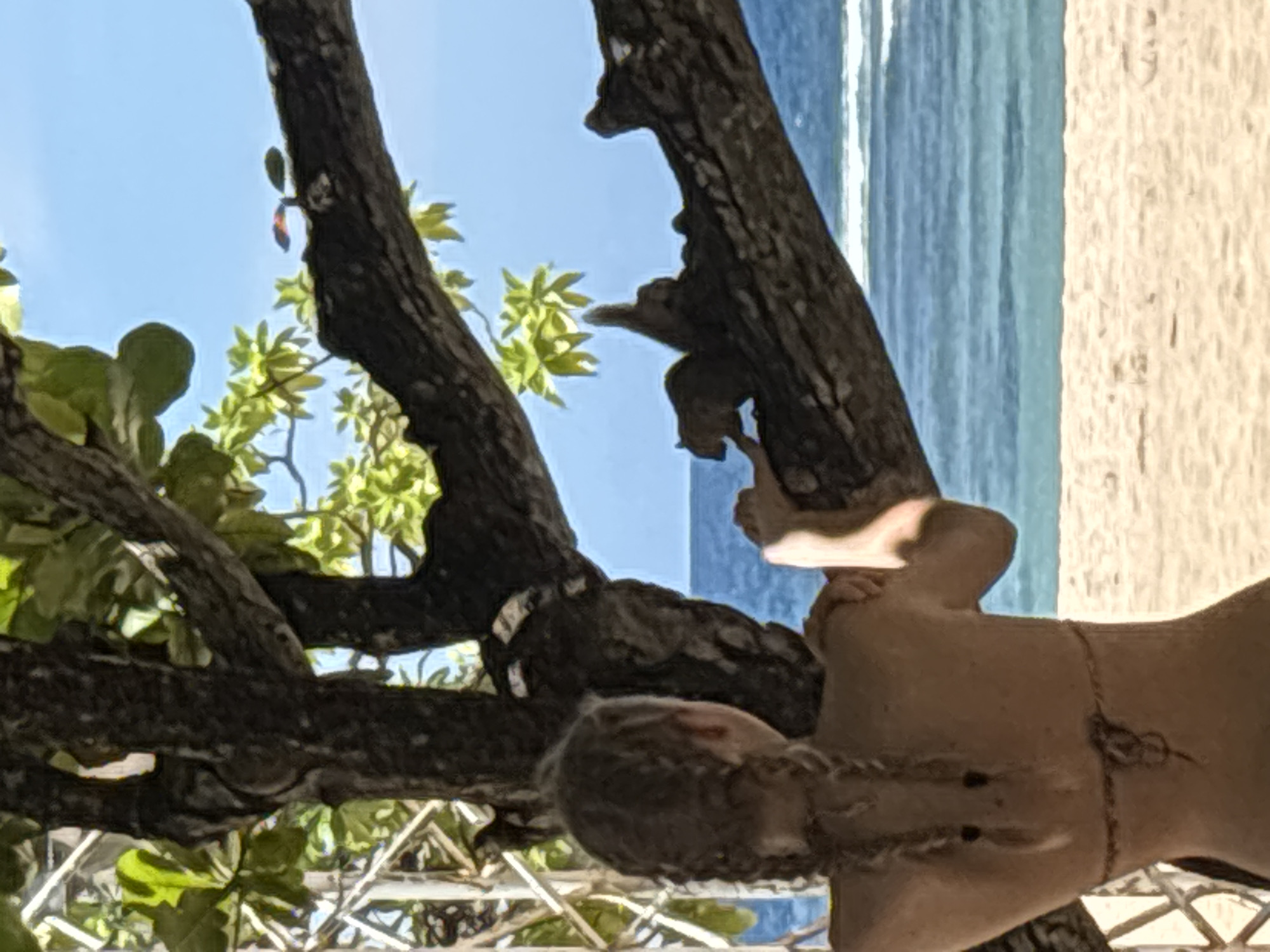 The image depicts a person near a tree, potentially on a beach in Nusa Dua, Indonesia. The beach is seen in the background with sand and ocean. The tree's branches are prominent, obscuring the background partially. The person has braided hair and is wearing a string or cord around the neck or shoulder. The image's orientation is unusual, with the person appearing sideways.