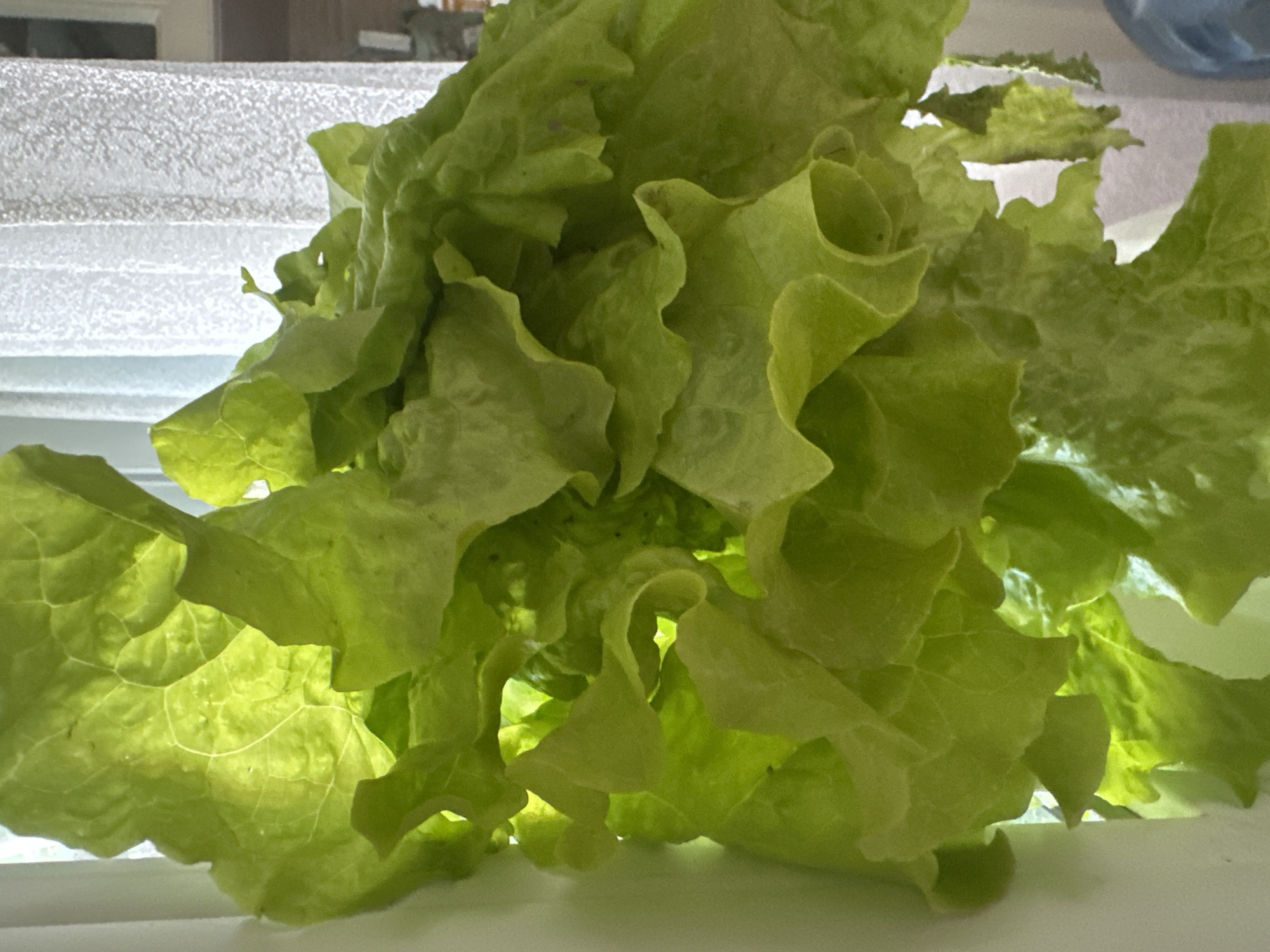 A close-up, overhead shot captures a cluster of vibrant green, leafy lettuce against a softly blurred background of sheer white curtains. The lettuce is illuminated from behind, causing the delicate veins of the leaves to glow translucently. The leaves themselves are frilly and ruffled, creating a sense of depth and texture within the frame. The environment appears to be indoors, possibly near a window given the diffused light filtering through the curtains. No people are present in the image.