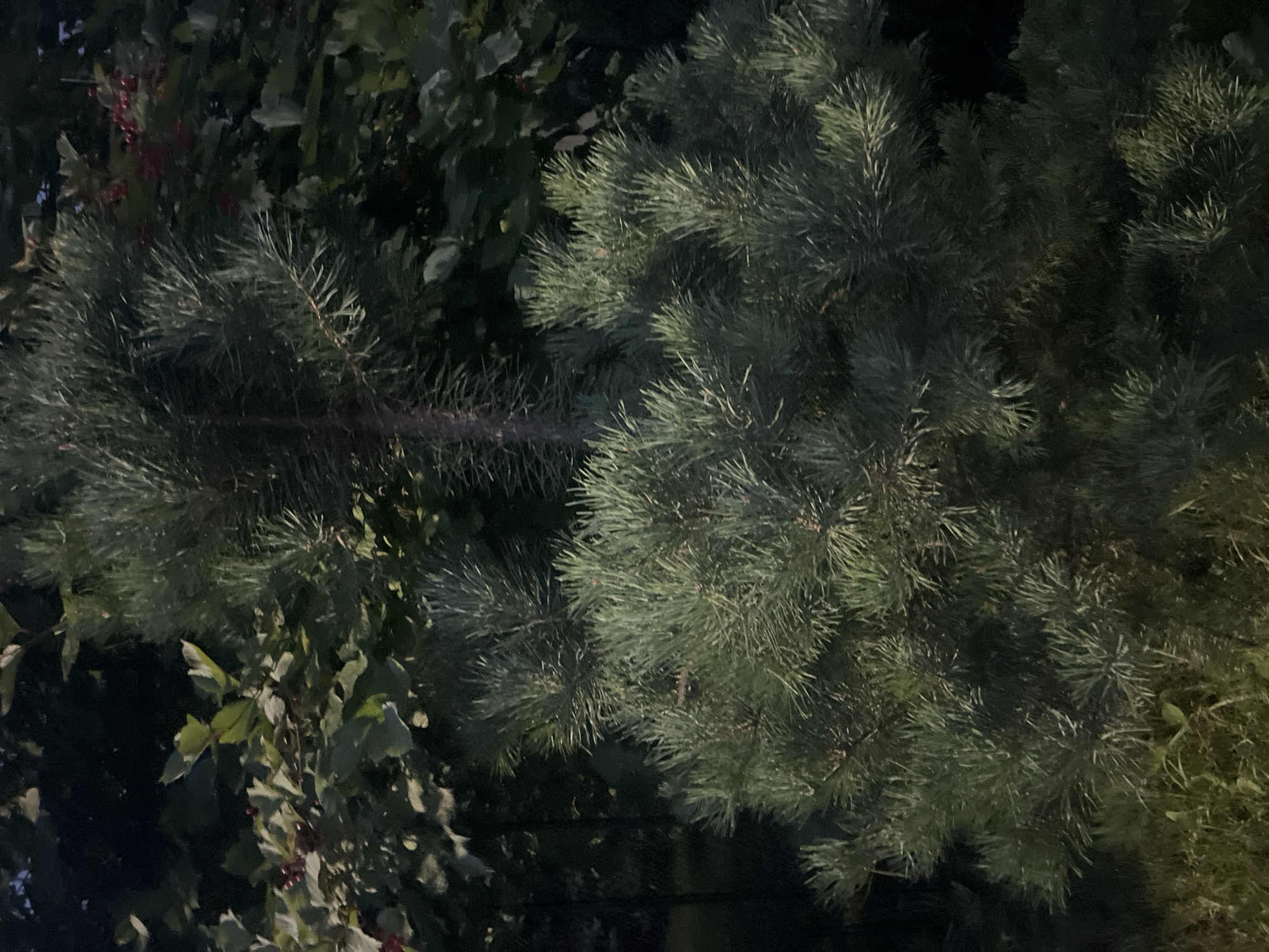 The image shows a close-up of foliage from two different plants. In the foreground is a dense evergreen shrub with needle-like leaves, appearing to be a pine or fir. Behind and to the left, there is another plant with broader, darker green leaves and clusters of small, red berries. The background is mostly dark and out of focus, suggesting it is either nighttime or a shaded area. There is no discernible human presence or activity. The scene is likely a garden or natural area. The provided location, Vladimirovka, Russia, is not visible in the image and cannot be confirmed or denied.