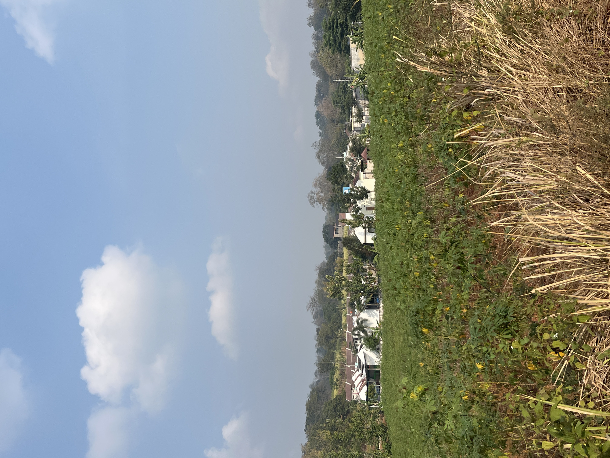 The image depicts a landscape view from the city of Gembong, Indonesia, featuring a vast field of green crops, likely cassava, in the foreground. A cluster of white and cream-colored houses with red-tiled roofs is visible in the middle ground, nestled amongst a dense line of trees that form the background. The sky is a clear blue with a few scattered white clouds, suggesting fair weather. The overall scene is rural and tranquil, with no people or animals present. The dry, tall grass in the immediate foreground adds a rustic element to the composition.