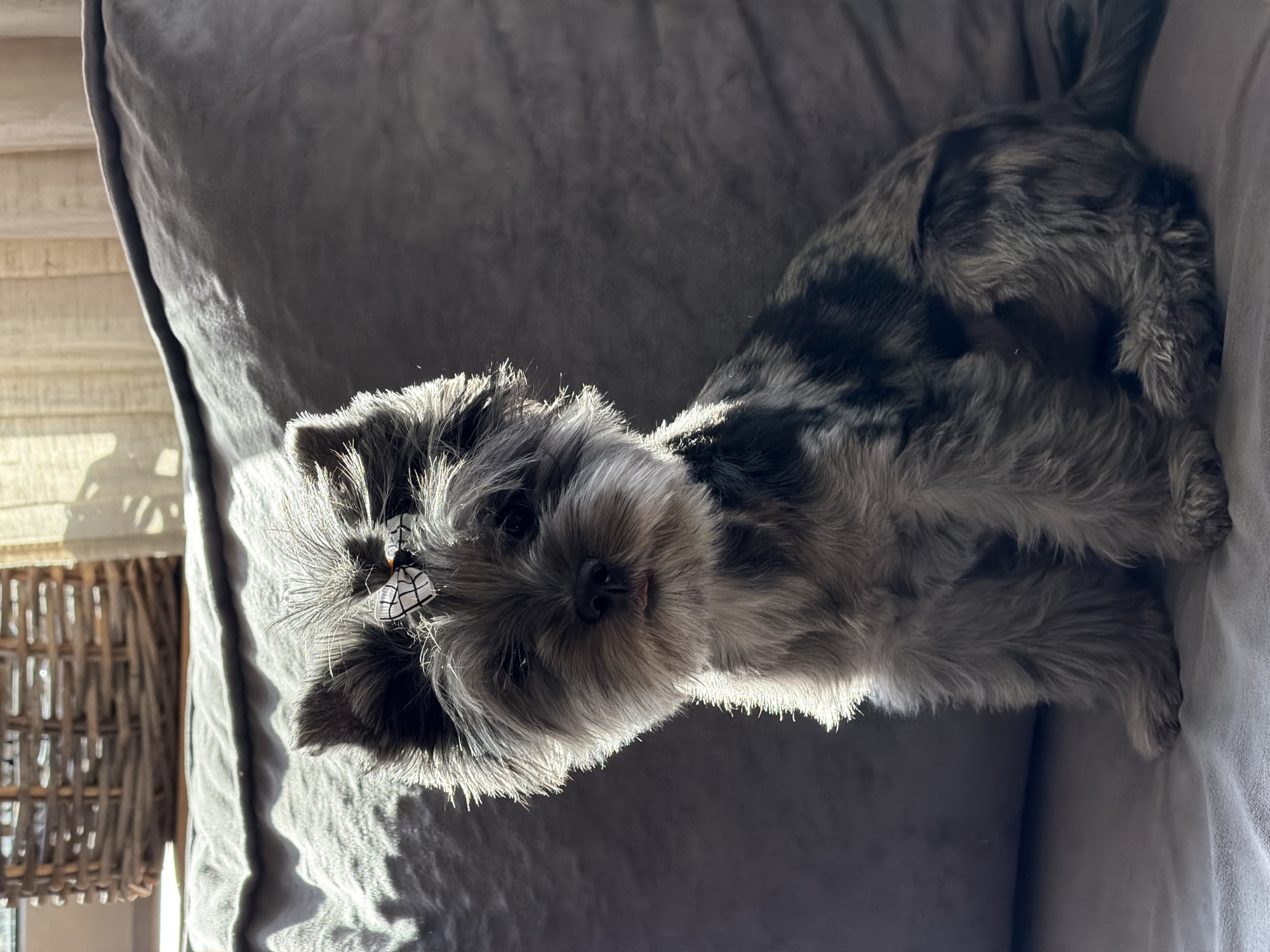 A small, fluffy dog with multi-toned grey, silver, and black fur lies on a grey upholstered surface, likely a couch or cushion. The dog, possibly a Yorkshire Terrier, is positioned centrally in the frame, facing forward with its head slightly tilted. A small, patterned white and black bow adorns the top of its head, nestled in its fur. Its dark eyes are looking towards the viewer, and a tiny pink tongue peeks out, giving it a gentle and curious expression.
Strong natural light enters from the left, creating bright highlights on the dog's fur, particularly around its head and along its back, and illuminating the textures of the grey fabric. This suggests it is daytime, likely morning or afternoon. In the background on the far left, a wicker basket or furniture piece is partially visible, along with what appears to be part of a window structure with light-colored slats or blinds, indicating an indoor setting. The grey fabric surface shows subtle folds and shadows. No text is visible in the image.
