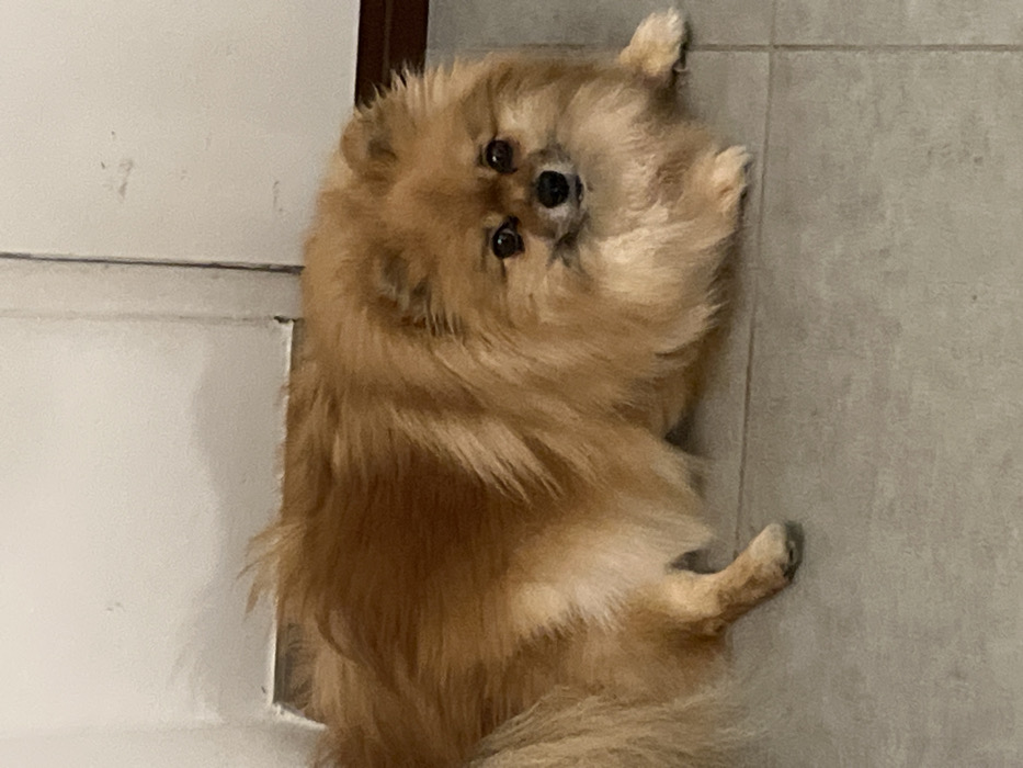 A tan Pomeranian dog stands on its hind legs, leaning against a light gray tiled wall and a white painted door. The dog looks directly at the camera with dark eyes. Its fluffy fur is well-maintained. The photo is shot at a close-up angle, focusing mainly on the dog and the immediate background.