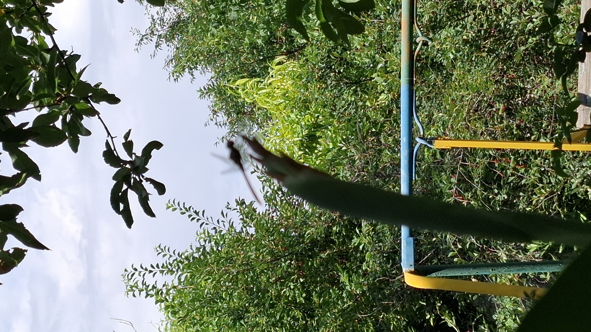 In the city of Shubarssu, Kazakhstan, a close-up shot captures a dragonfly perched on the tip of a blurred green plant stalk. The background is dominated by dense green foliage, suggesting a garden or natural area. The sky above is partly cloudy. In the mid-ground, a portion of a yellow and blue metal structure, possibly part of playground equipment, is visible. The lighting indicates it is daytime, with a bright sky.