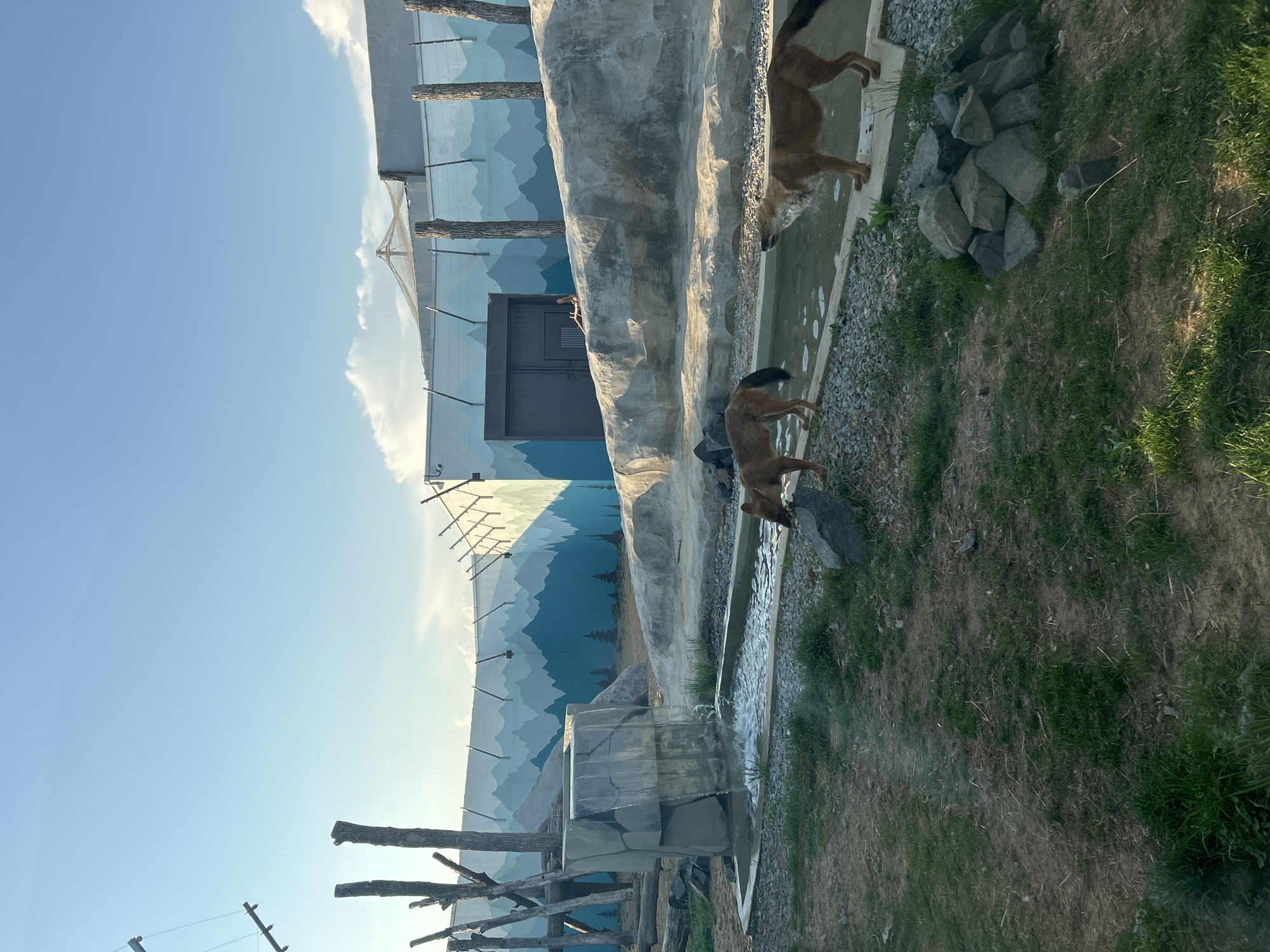 The image shows a zoo exhibit, possibly in Perm, Russia. Two brown canids, likely dogs or wolves, are in a concrete water feature. One canid is jumping into the water, while the other appears to be exiting. The water feature has a small waterfall and is surrounded by grass and rocks. Behind the water feature, there is a building with a mural of blue mountains. A wooden structure is visible in the foreground, possibly part of the enclosure. The sky is blue with some clouds.