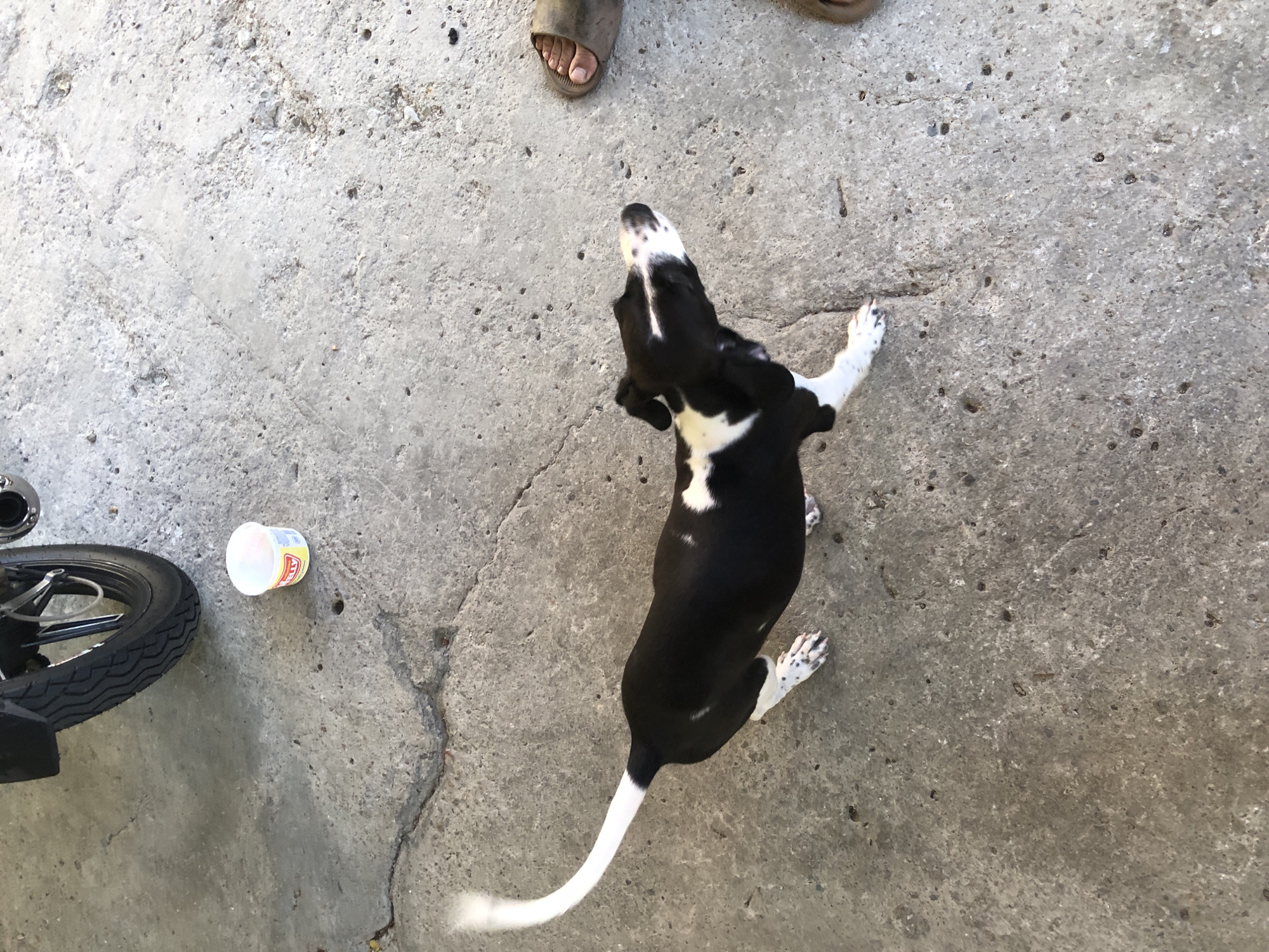 The image shows a top-down view of a scene on a concrete surface in Altagracia, Venezuela. A black and white dog stands in the center of the frame, its head tilted upwards towards a pair of feet wearing brown sandals. To the left of the dog, a motorcycle tire and a white plastic container are visible. The concrete surface is cracked in places.