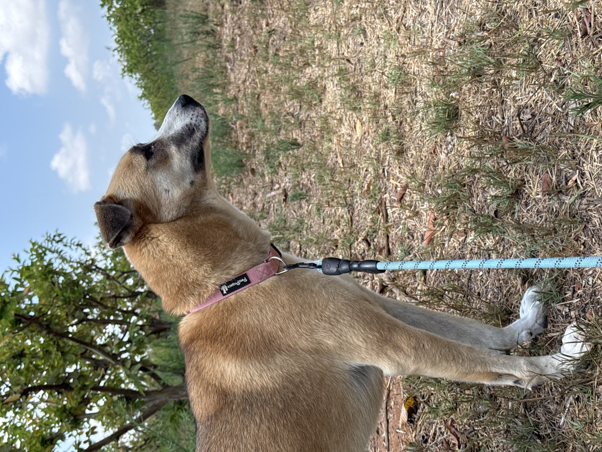 The image shows a medium-sized, light brown dog standing in an outdoor, grassy area. The dog is wearing a pink collar and a blue leash. In the background, there are trees and a partially cloudy sky. The environment appears to be a park or a rural area. The location is identified as Gderot Regional Council, Israel.