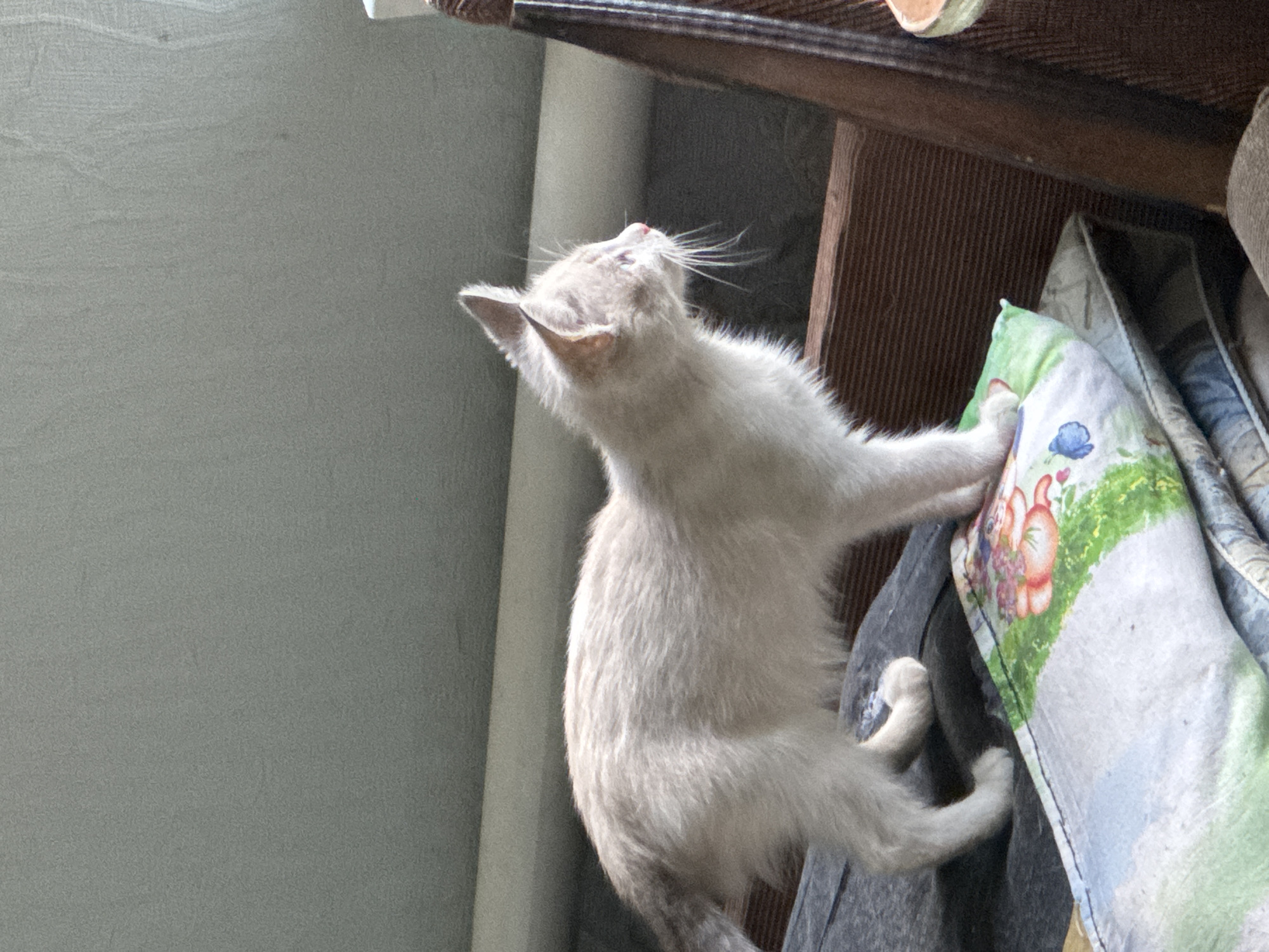 A light-colored kitten stands on a patterned pillow, which is on top of a darker surface. The kitten is facing to the right, with its body in profile and its head turned slightly to the side. Its fur is fluffy and appears to be a pale cream or white color with some subtle gray markings on its tail and ears. The kitten has pink ears and a pink nose, with visible whiskers. It is standing on all four paws, with its back slightly arched.
Behind the kitten, a textured, light gray wall is visible. In front of the wall and behind the kitten, there are wooden slats, suggesting a piece of furniture such as a chair or a shelf. To the right of the kitten, part of a wooden structure with a rough texture is visible. The pillow the kitten is standing on has a colorful pattern featuring what appears to be cartoon-like imagery with red and green elements. The overall lighting suggests an indoor environment, possibly with natural light coming from the side. The image is taken at a slightly low angle, looking up at the kitten.