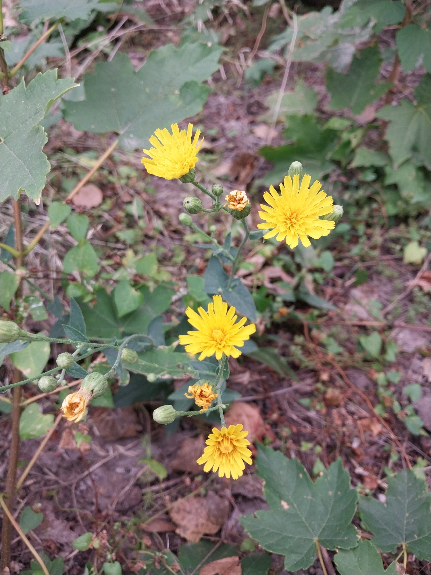 The image shows a close-up of several yellow flowers with thin petals, some fully bloomed and others in bud. The flowers are on a green stem with smaller green leaves and buds. The background is a mixture of green leaves, brown soil, and fallen leaves, suggesting an outdoor, natural environment. This scene is not specific to any particular location within the city of Dnipro, Ukraine, as it depicts common flora found in many outdoor settings. There are no people or man-made objects visible in the image.