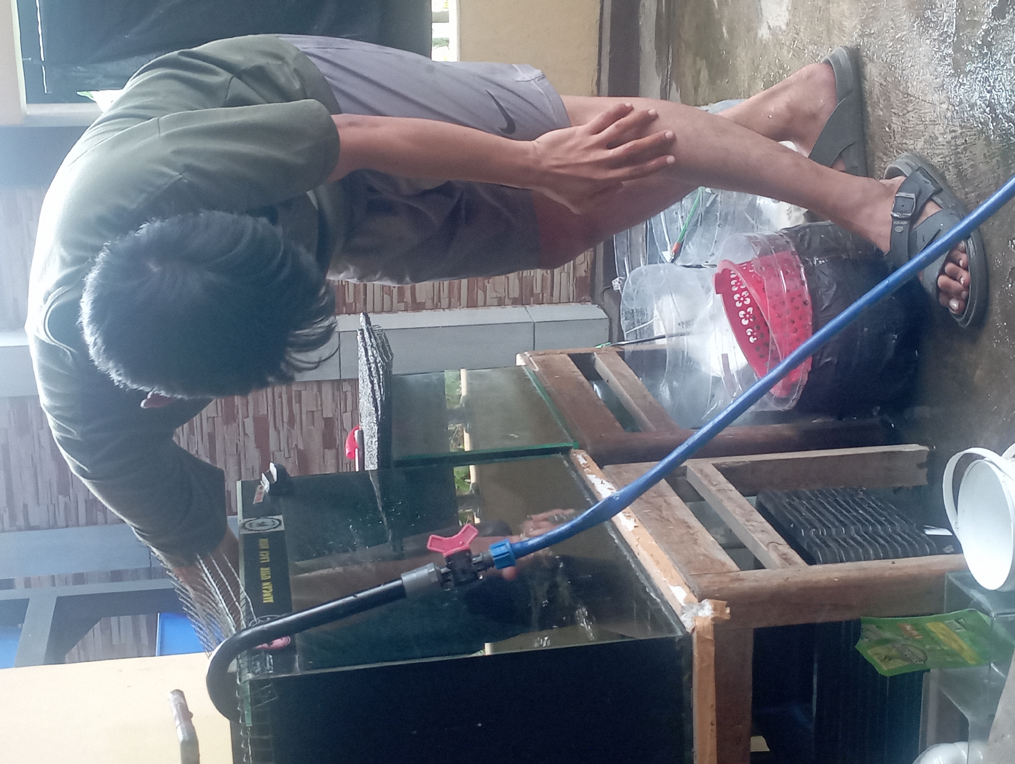 In Maos Kidul, Indonesia, a person, likely a man, is bent over a glass aquarium, manipulating a blue hose connected to a water valve. The man is wearing a dark green t-shirt and gray shorts. The aquarium is situated on a wooden stand. In the foreground, there are several large plastic containers, one of which holds a red plastic basket. The ground is wet, suggesting recent activity involving water. The background features a brick wall and a portion of a building.