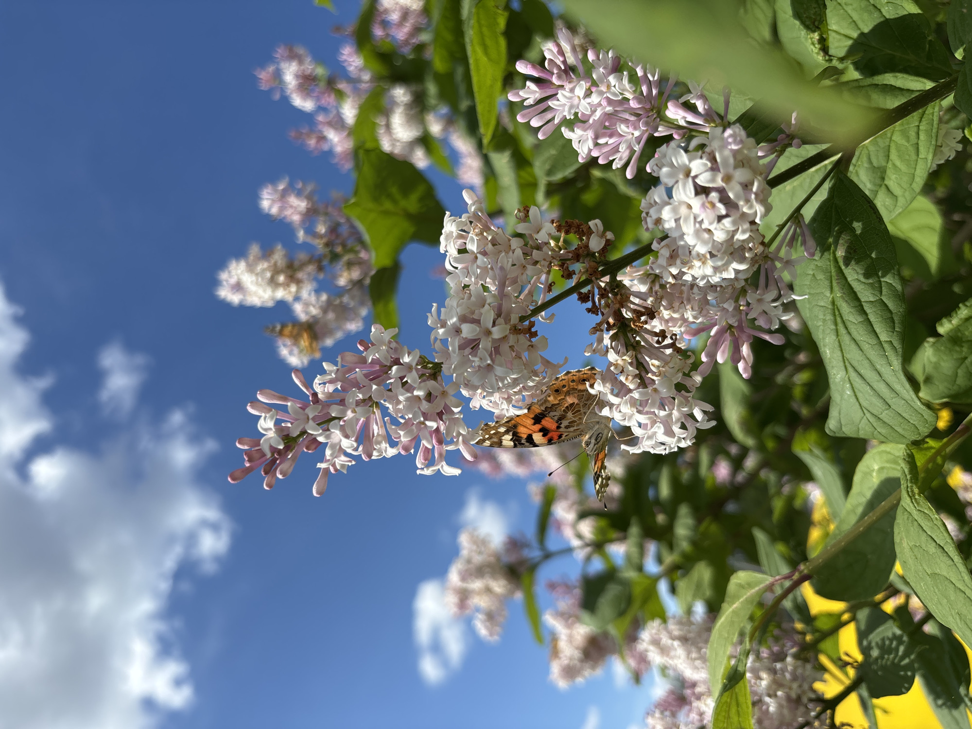 The image captures a close-up view of lilac flowers in bloom against a bright blue sky with scattered white clouds. A butterfly with orange, black, and white patterns on its wings is perched on one of the flower clusters. The lilac blossoms are a mix of white and pale pink hues. Green leaves are interspersed among the flowers. The location is not evident from the image itself. It cannot be determined from the image that the photograph was taken in Izhevsk, Russia.