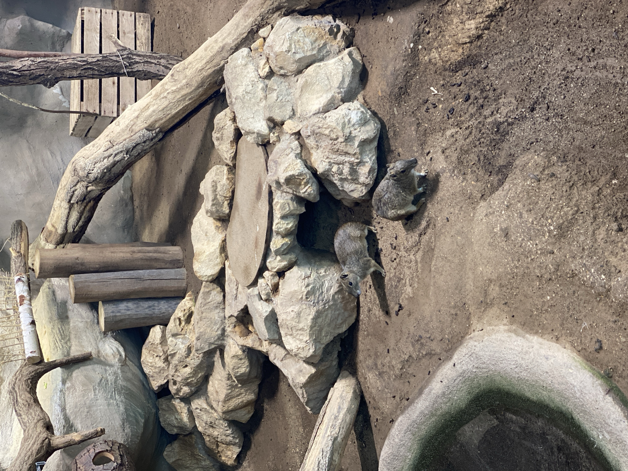 The image depicts an enclosure for small animals, likely within a zoo or wildlife park setting. The environment is designed to mimic a natural habitat with rocky formations, logs, and sandy ground. Two small, furry animals, possibly rodents or marsupials, are visible. One is positioned in the foreground, facing left, while the other is slightly further back and to the left, facing right. A water trough with a greenish tint is visible in the lower left corner. In the background, there are wooden crates, logs, and large rocks. The overall scene suggests an outdoor enclosure designed for the animals' welfare and to provide an educational experience for visitors. This enclosure is located in the Zoo Neuwied in Neuwied, Germany.