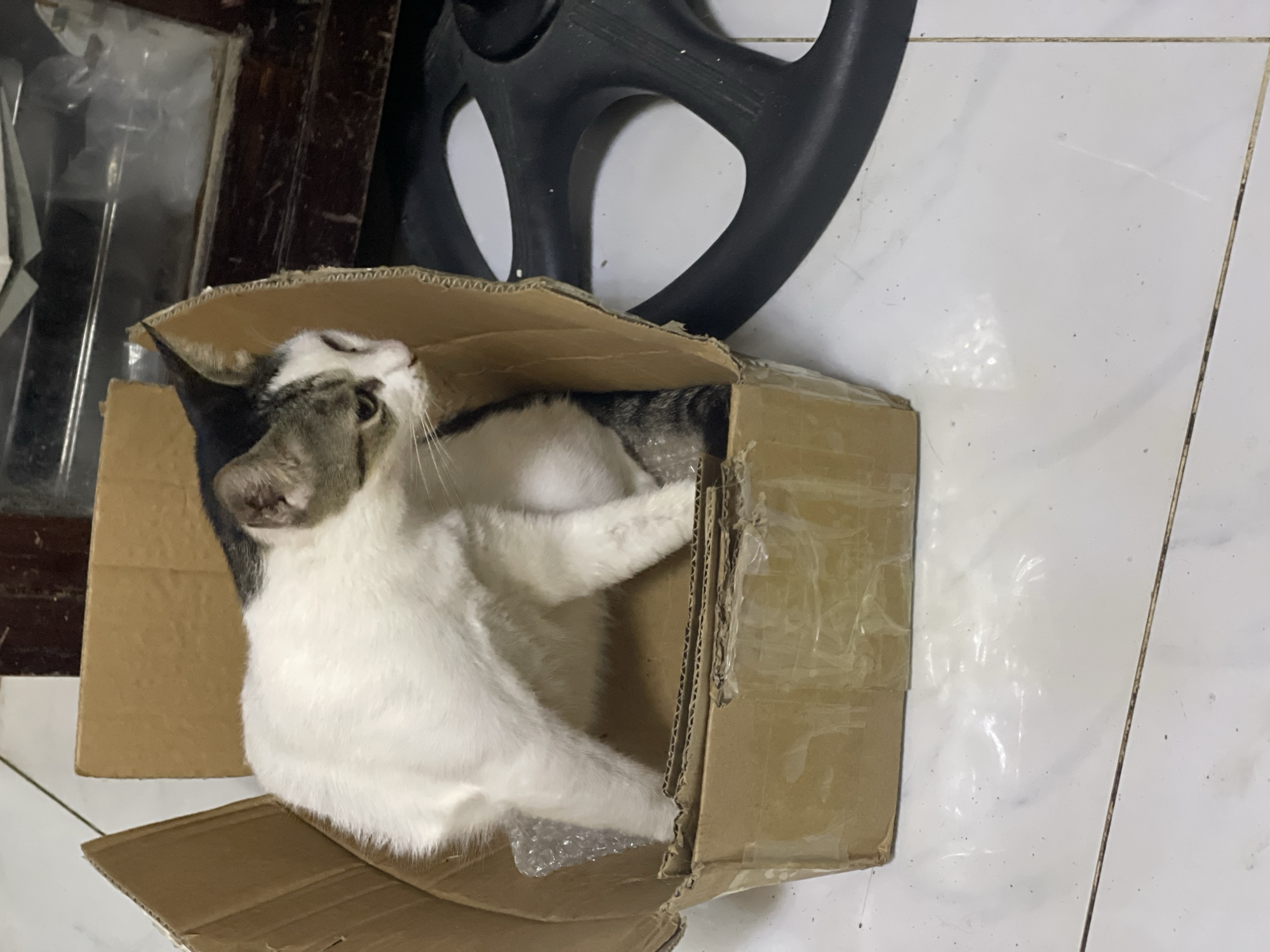 A gray and white cat is inside a partially opened cardboard box. The box is on a white tiled floor near a dark brown wooden structure and a black plastic object with circular cutouts. The location is indicated by the city of Davao City, Philippines, but there are no other elements in the image to confirm this.