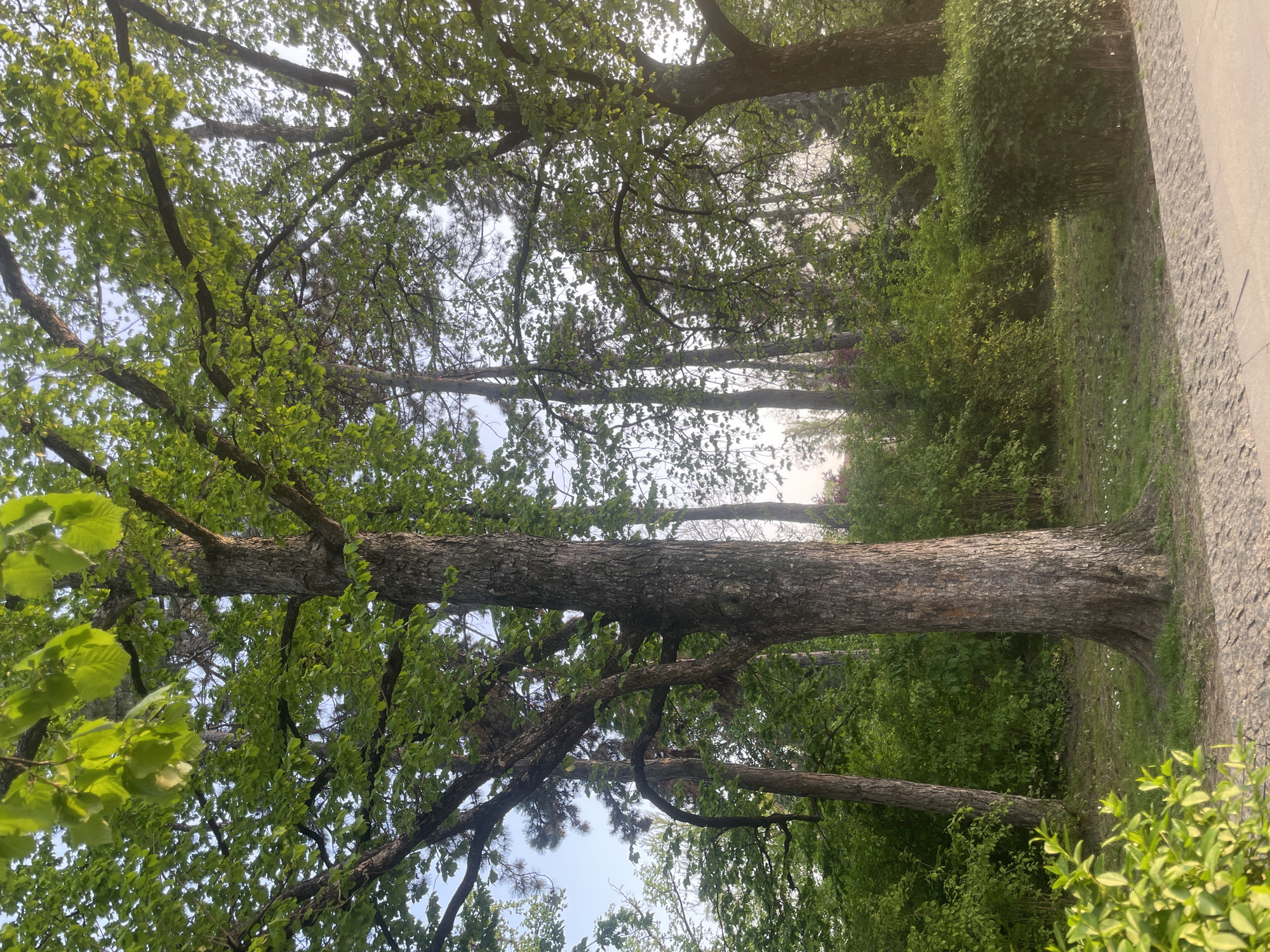 The image captures a vibrant green outdoor scene, likely a park or forest, in Novi Sad, Serbia. The frame is dominated by several tall, mature trees with substantial, textured trunks and a dense canopy of lush, light green leaves, indicative of spring or early summer. Sunlight filters through the foliage, illuminating the leaves and creating a bright, slightly hazy sky visible through the branches.
On the right side of the image, a paved path or road runs alongside the treeline, suggesting a walking trail or a street bordering the green space. The ground beneath the trees is covered with green grass and various bushes and undergrowth, contributing to the rich natural environment. Some trees appear to be deciduous, while subtle hints of needle-like foliage suggest the presence of conifers as well.
The scene conveys a sense of tranquility and natural beauty, bathed in daylight, likely late morning or early afternoon given the soft, ambient lighting. No people or specific activities are visible, emphasizing the serene landscape. There is no visible text in the image.