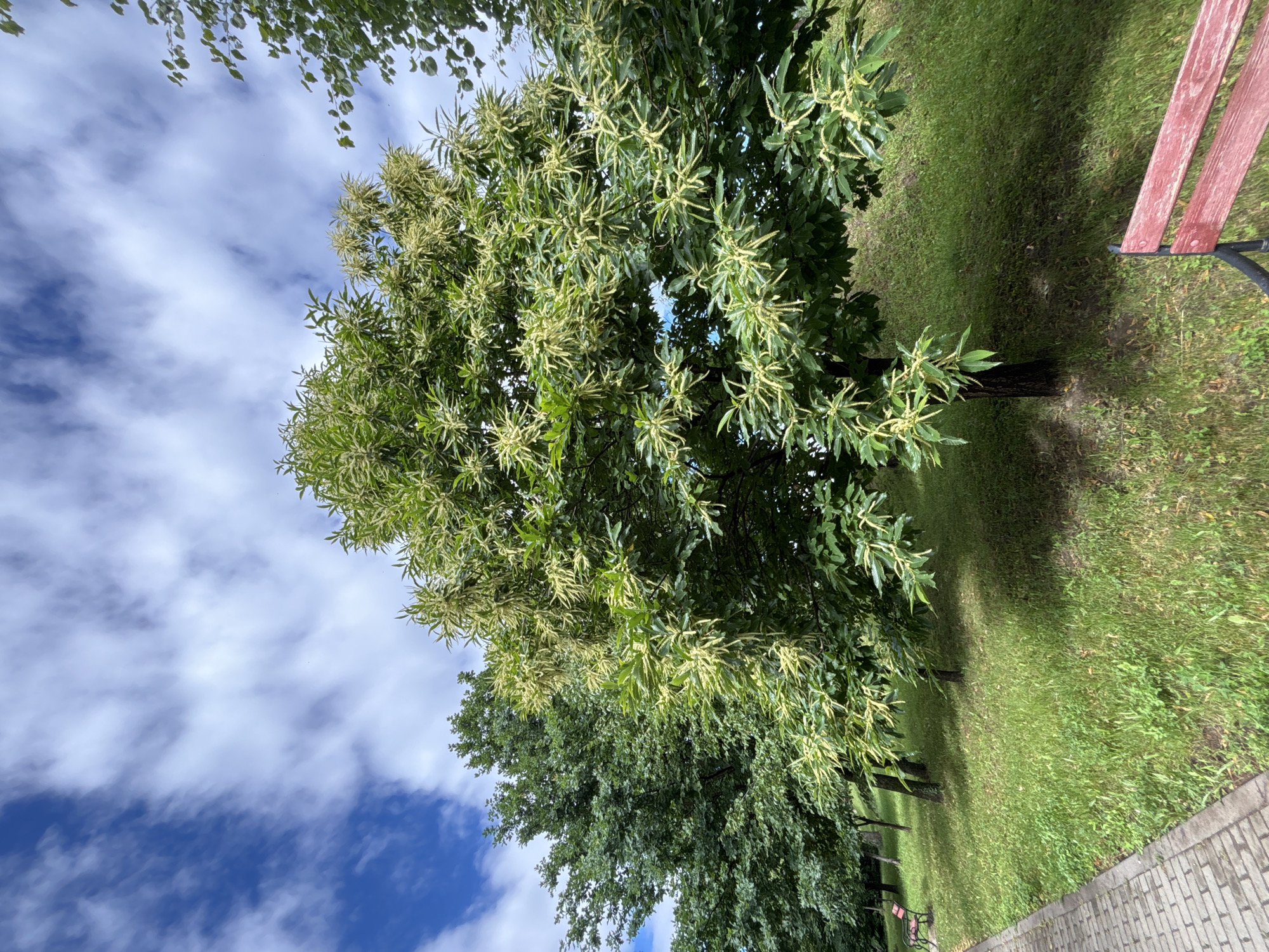 The image captures a park scene on a cloudy day, with a bright blue sky partially obscured by white, wispy clouds. In the foreground, a paved walkway made of gray bricks runs along the left side of the frame. Adjacent to the walkway is a grassy slope dotted with trees. The central focus is a large tree with abundant green leaves and numerous elongated, pale yellow flower clusters hanging from its branches. To the left of this tree stands another, denser green tree. In the background, more trees are visible, and a red park bench with a black metal frame is positioned on the grass. The overall impression is one of a well-maintained outdoor public space.