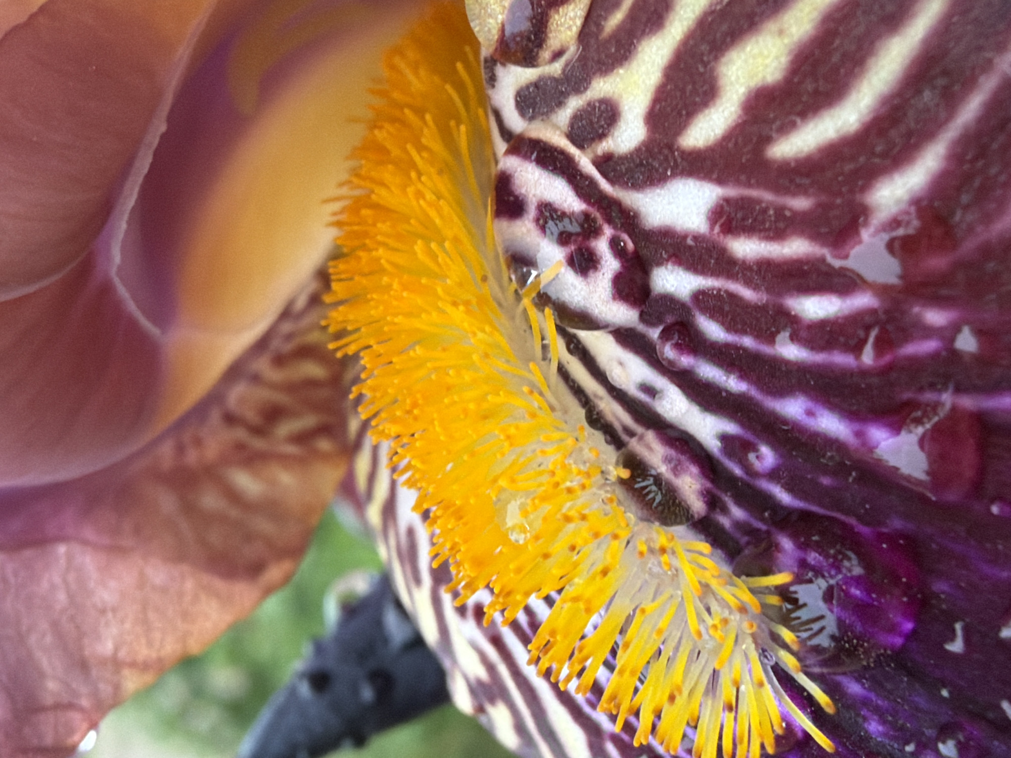 Close-up view of a flower, with petals that are shades of purples, whites, and browns. In the middle of the flower is a cluster of yellow filament. Some water droplets are visible on the flower's petals. The location is unknown, and the image does not offer any specific indication that it was taken in Beryozovy, Russia. No people or actions are visible in the image.
