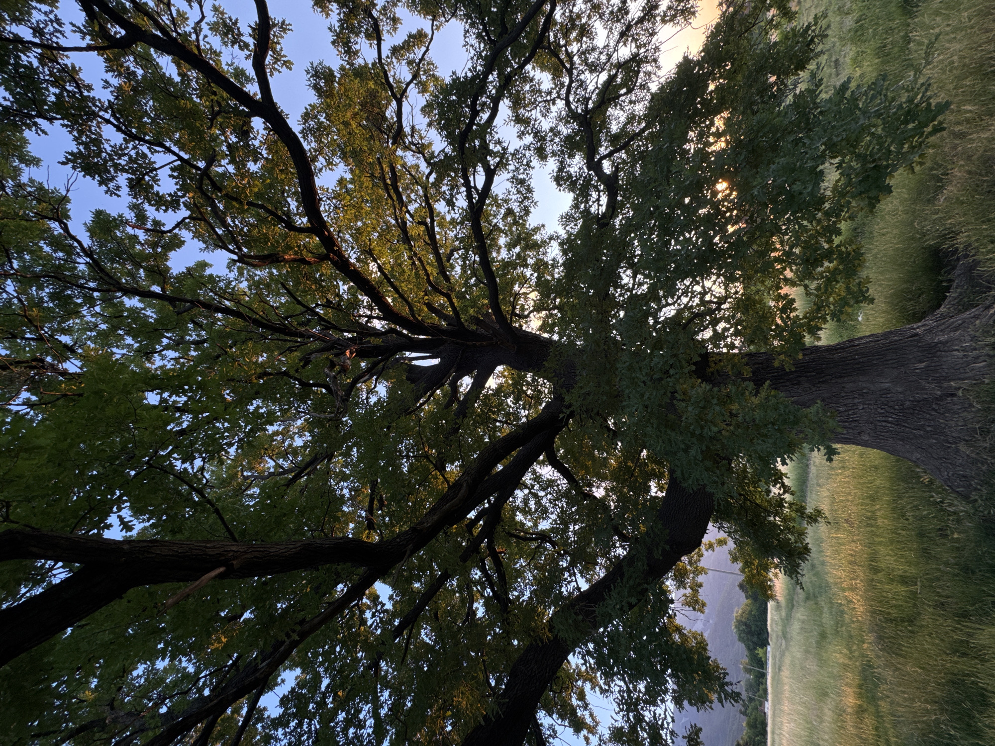 An imposing ancient oak tree stands in a field of tall grass, its branches reaching towards a clear blue sky. The sun, partially obscured by the leaves, casts a warm glow on the scene, highlighting the golden hues of the grass and the dappled sunlight filtering through the canopy. In the distance, rolling hills are visible, hinting at a rural setting. The image evokes a sense of peace and natural beauty, with the majestic tree serving as the focal point. This scene is located in Sofia, Bulgaria, at the foot of Vitosha Mountain, a popular natural park just outside the city limits.