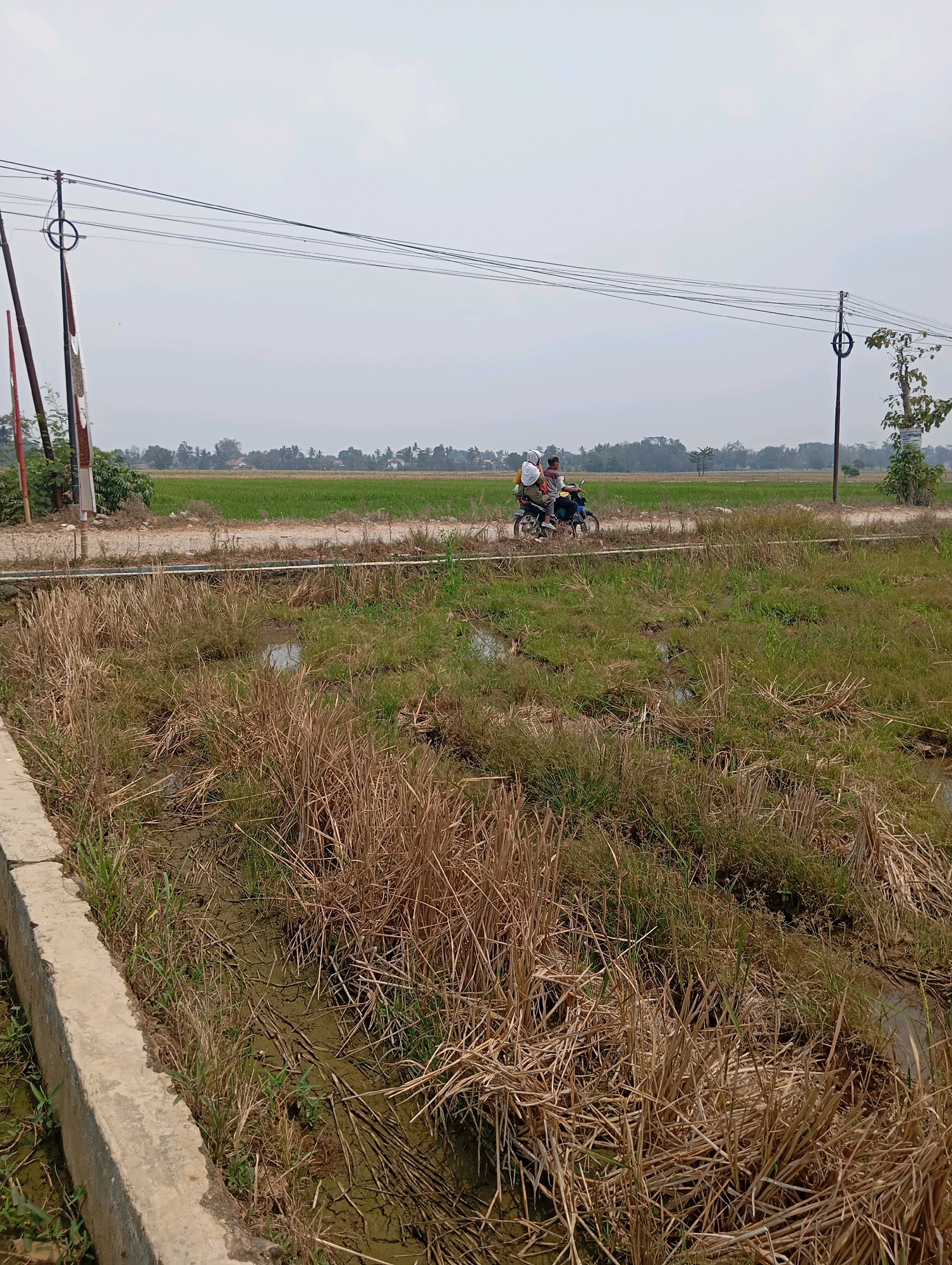Two people ride a motorcycle on a dirt road through a rural landscape. The road runs horizontally across the image, with a green rice paddy field to the left and dry, overgrown grass and mud to the right. Utility poles and power lines are visible in the background. The scene appears to be in Leman Benawi, Indonesia, given the presence of rice paddies and the overall rural environment. The sky is overcast and the lighting suggests it is daytime.
