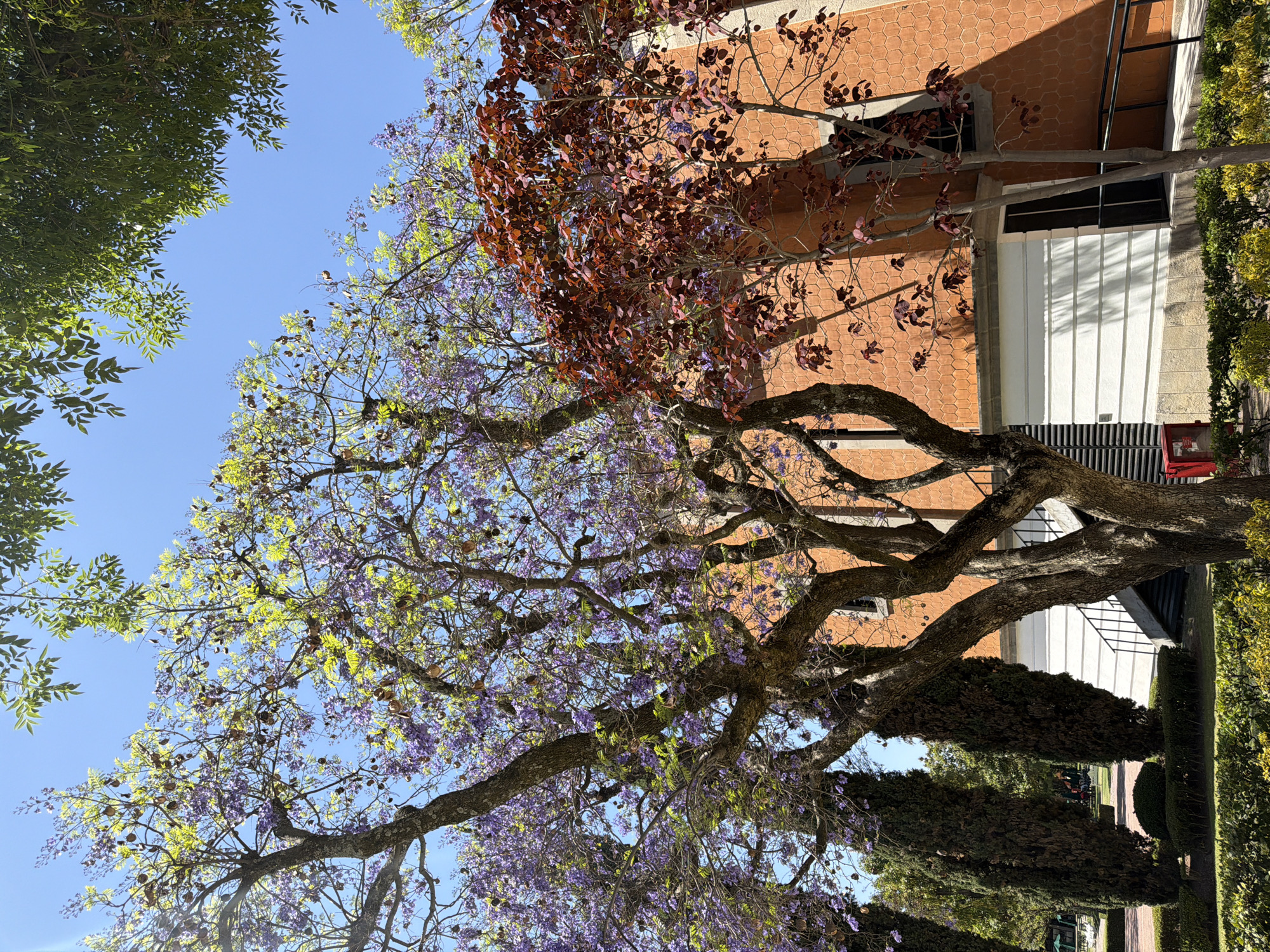 The scene depicts an outdoor area at the Universidad de las Américas Puebla (UDLAP) in San Andrés Cholula, Mexico, under bright sunlight and a clear blue sky.
In the foreground, a large jacaranda tree with a robust, textured trunk occupies the left side. Its branches are densely covered with purple blossoms, interspersed with light green leaves and numerous brown seed pods. To the right of the jacaranda, a smaller tree with reddish-brown leaves stands, partially obscuring a building.
The building in the midground features an orange facade with a hexagonal tile pattern on its upper portion. The lower section of the building is constructed with white horizontal siding above a light-colored stone foundation. A dark, recessed rectangular window is visible on the orange wall. Below this, a black ramp equipped with a handrail descends towards a dark entrance door on the right side of the building. Another dark doorway is present within the white siding section on the left. A red fire extinguisher box is partially visible at ground level near the white wall.
The ground in the immediate foreground is landscaped with neatly trimmed green hedges and bushes, with some yellow-green foliage also present. To the far left, a line of tall, dark green coniferous trees borders a distant green lawn. Indistinct human figures are faintly discernible in the far background of this distant green area. No specific actions or interactions are clearly visible.