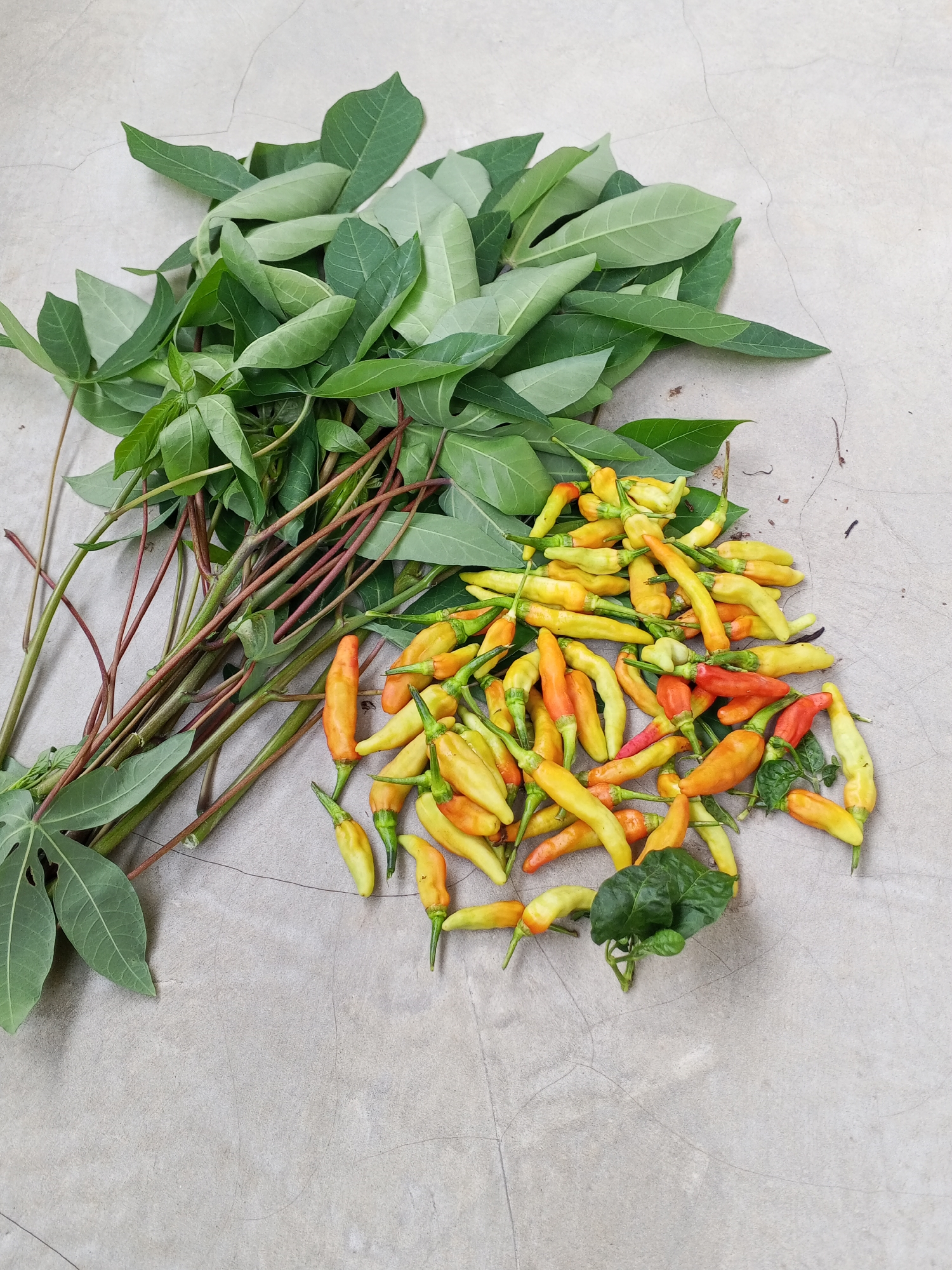 The image displays a top-down view of a pile of fresh cassava leaves and a cluster of small chili peppers on a concrete surface. The cassava leaves are vibrant green with prominent veins and are attached to reddish-brown stems, some of which are lying across the surface. The chili peppers are small, elongated, and exhibit a gradient of colors from pale yellow to orange and red, indicating varying stages of ripeness. A few small green leaves are interspersed with the chili peppers. The concrete surface appears to be a textured, light gray, possibly an outdoor patio or ground, with visible faint lines and subtle imperfections suggesting it is weathered. There is no indication of people, animals, or specific identifiable landmarks that would pinpoint the location to Ciruas, Indonesia, or any other city. The scene is static, with the subjects resting on the ground.