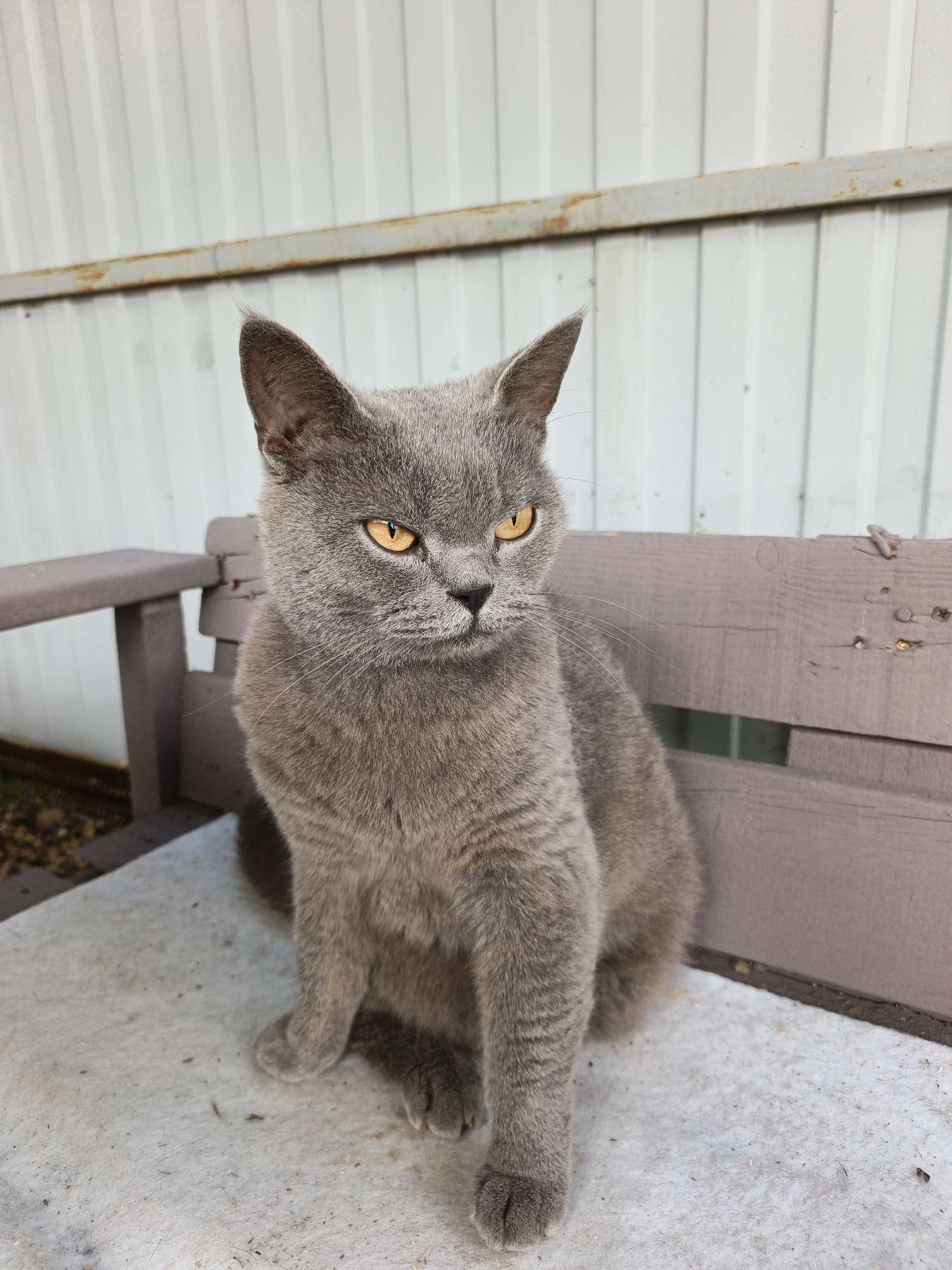 In Pshada, Russia, a grey British Shorthair cat with piercing amber eyes sits regally on a weathered, painted wooden bench. The cat is positioned centrally in the frame, facing slightly to the right, its fur a dense, uniform grey. The background consists of a corrugated metal wall, its vertical lines slightly distorted by the lighting. The bench itself appears aged, with peeling paint in a muted purple hue, suggesting an outdoor, possibly rural or semi-urban setting. Small specks of debris are visible on the bench's seat, hinting at the passage of time and its exposure to the elements. The scene captures a moment of quiet repose for the feline subject against a utilitarian backdrop.