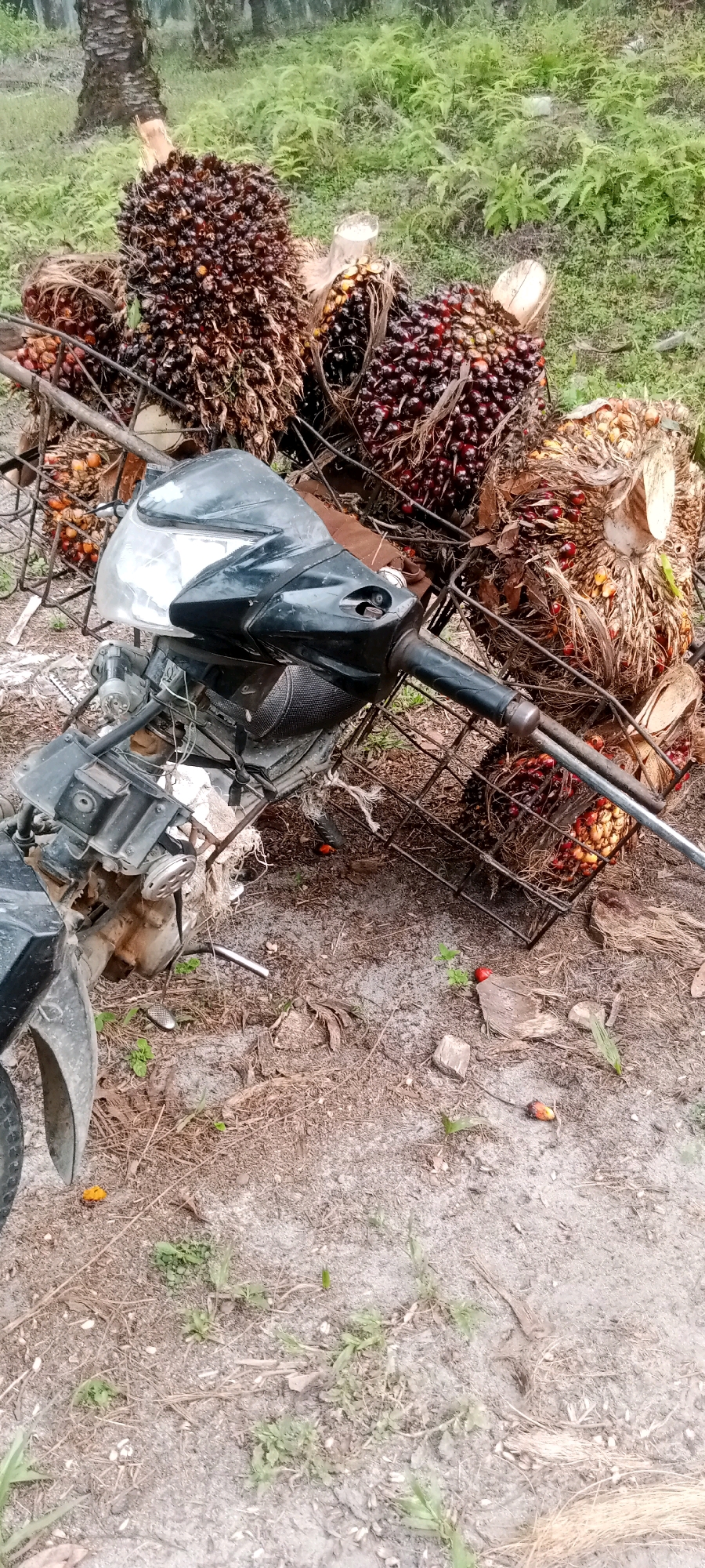 A motorcycle's handlebars and front section are visible, lying on the ground amidst harvested palm oil bunches. The motorcycle is black and appears to have been in a crash or overturned. The palm oil bunches are large and dark red, some with visible stalks. The ground is covered in loose soil, dry leaves, and some sparse green vegetation. In the background, palm trees and more greenery are present, suggesting an outdoor, rural or plantation setting. One of the palm oil bunches is in a black metal cage. There are some fallen palm oil fruits scattered on the ground. A small red bird is visible near a palm oil bunch. The overall scene suggests a recent harvest and possibly an incident involving the motorcycle. The location is identified as unknown, Indonesia.