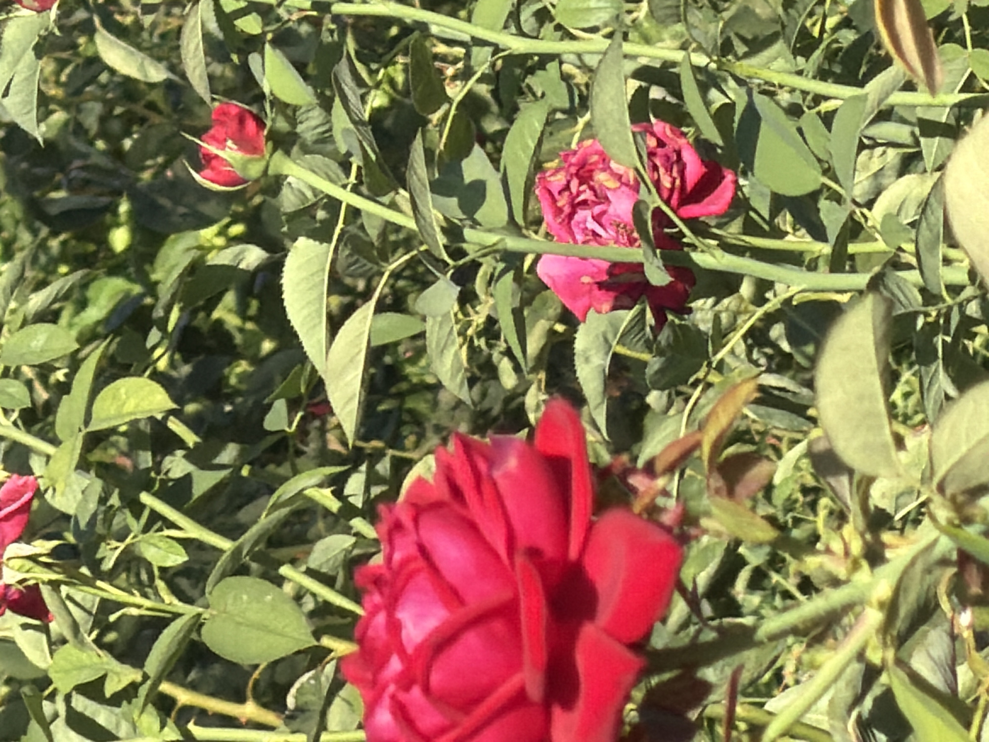 The image depicts a close-up view of a rose bush with several red roses and green leaves. A large, fully bloomed red rose is prominently featured in the foreground on the left, with its petals slightly blurred due to the close proximity. Behind it, another red rose is visible, partially obscured by leaves. Further back, a small, unopened red rosebud is positioned to the right of the frame, its petals tightly closed. The background is filled with dense green foliage and the stems of the rose bush, suggesting a garden or park setting. The lighting indicates a sunny day, casting shadows on the leaves and petals. The image was taken in Rostov-on-Don, Russia.
