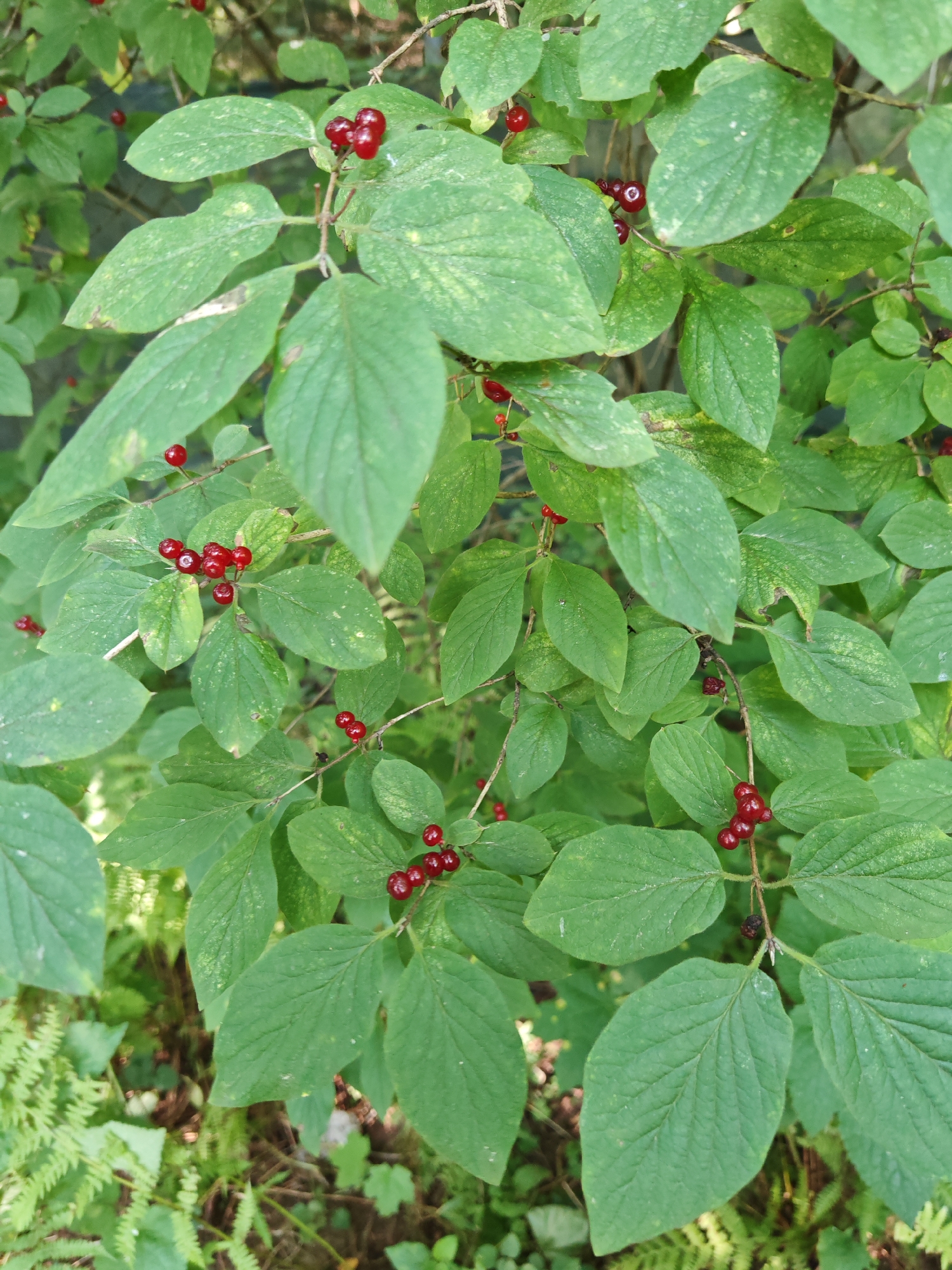 This is a close-up, eye-level, vertical photograph of a shrub with green leaves and clusters of small, red berries. The berries are round and appear smooth. Some leaves show signs of slight discoloration or browning at the edges. The background is blurred, suggesting a natural setting, possibly a park or garden, with hints of ferns and other vegetation visible below the shrub. There are no people or animals in the image. The lighting appears to be natural daylight, with some dappled light present. The overall impression is one of a natural, overgrown plant.
