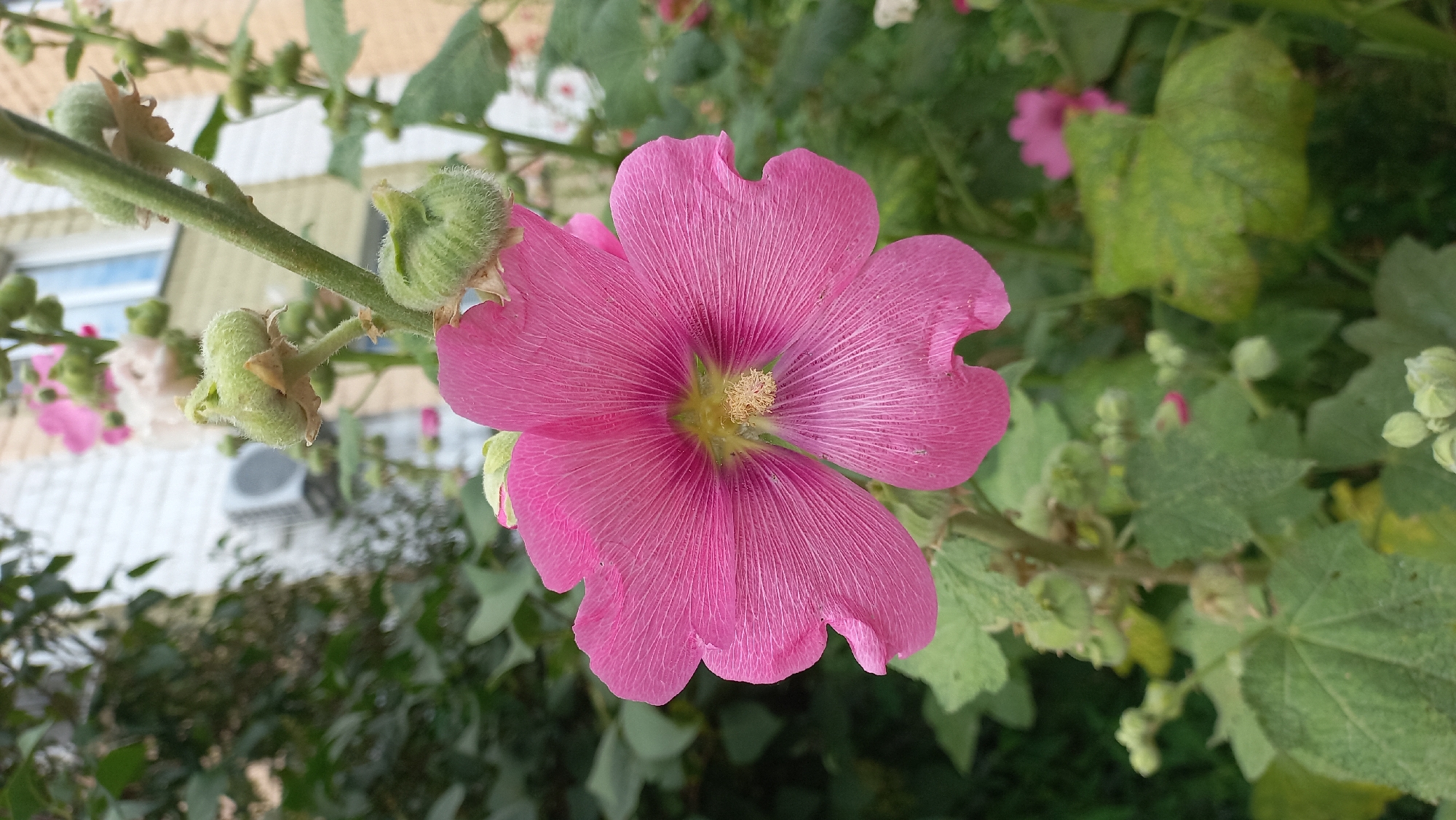 A close-up shot of a pink hollyhock flower dominates the center of the frame. The flower has five broad, crinkled petals with delicate veins, and a yellowish-green stamen cluster in the center. The flower is attached to a green stem with fuzzy buds. In the background, a blurred brick building and an air conditioning unit are visible. Lush green foliage surrounds the flower, suggesting an outdoor setting in a garden or park. The lighting suggests it is daytime.