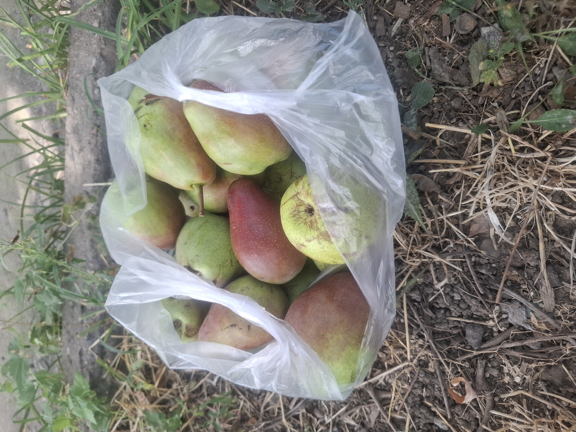 A clear plastic bag filled with pears rests on the ground. The ground is covered with dry grass, twigs, and dirt. In the background, there is a concrete border and green vegetation. The pears are a mix of green and reddish-brown colors, with some showing slight blemishes. The scene appears to be an outdoor setting in Almaty, Kazakhstan, possibly a park or garden, given the presence of grass, dirt, and vegetation.