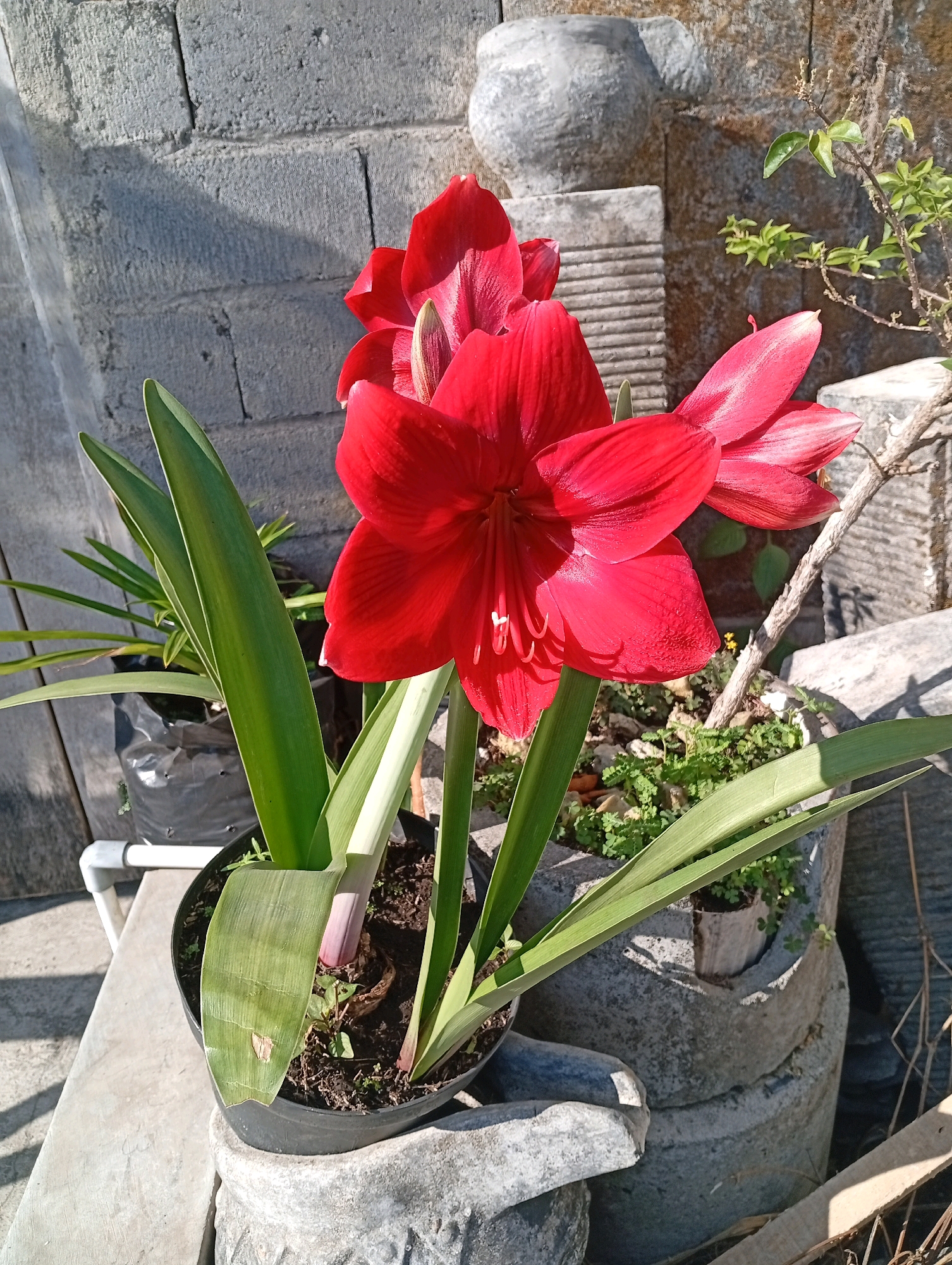 An outdoor, low-angle medium shot captures a cluster of vibrant red amaryllis flowers in a pot. The flowers are the primary focus, with their large, trumpet-shaped petals unfurling towards the viewer. Green, strap-like leaves emerge from the pot, providing a strong contrast to the vivid red blooms. The pot itself is dark and appears to be made of plastic, resting on top of a larger, grey, textured pot that is somewhat weathered. In the background, a rough, grey brick wall is visible, with a prominent shadow cast across it, suggesting bright sunlight. To the right of the flowers, a thin, dry branch extends upwards, adorned with a few small green leaves. Behind this, more grey, textured pots are stacked, and a sculpted stone or concrete object with horizontal ridges is visible. The overall environment suggests a garden or courtyard setting. The scene is located in Salatiga, Indonesia, likely in a residential area or a botanical garden, given the presence of decorative pots and plants.