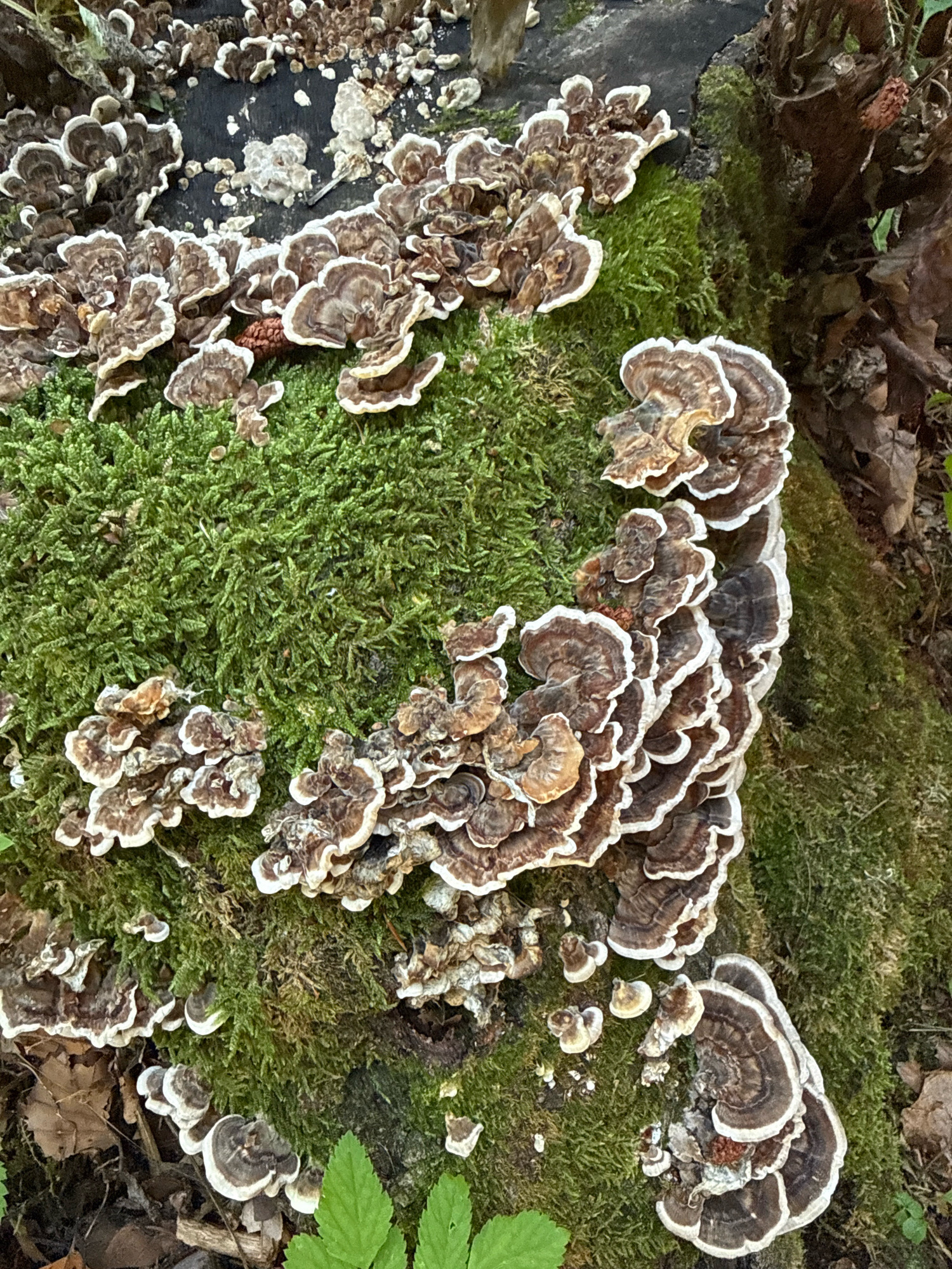The image shows a close-up of a moss-covered tree stump in Molveno, Italy, adorned with numerous shelf fungi. The fungi display concentric rings of brown, white, and dark brown on their caps, with a textured, layered appearance. The moss is a vibrant green and covers large portions of the stump. Dead leaves and twigs are visible on the ground surrounding the stump. No people or animals are present.