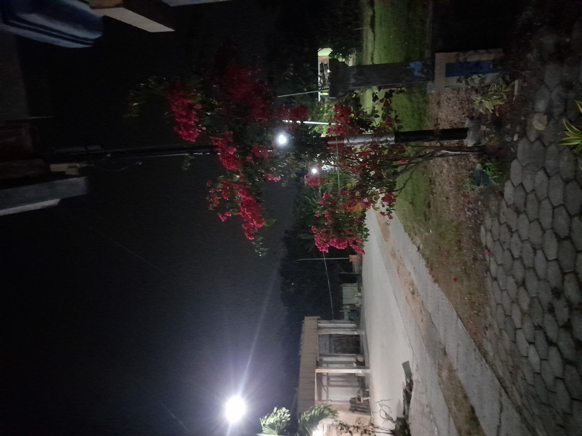 The image depicts an outdoor scene at night. The primary subjects are a street, a building under construction or renovation, and flowering trees with vibrant pink blossoms, illuminated by streetlights. The ground is paved with hexagonal stones on the right side of the image and a concrete pathway or road leading away from the viewer. The building appears to have multiple floors and exposed structural elements, suggesting it is not complete or is undergoing significant work.
A prominent feature is a tall pole with what seems to be a light fixture, casting a bright, diffused light onto the surroundings. Several other streetlights are also visible, contributing to the nighttime illumination. The trees are laden with dense clusters of pink flowers, adding a touch of color to the dark environment. In the background, a grassy area and more trees can be seen.
The scene is likely a residential or commercial area in Pulokulon, Indonesia. The time of day is clearly night, evidenced by the darkness and the artificial lighting. The weather appears to be clear, as there are no visible signs of rain or fog. No people are visible in the frame, and the overall atmosphere is quiet and still, typical of a nighttime setting. There is no visible text in the image.