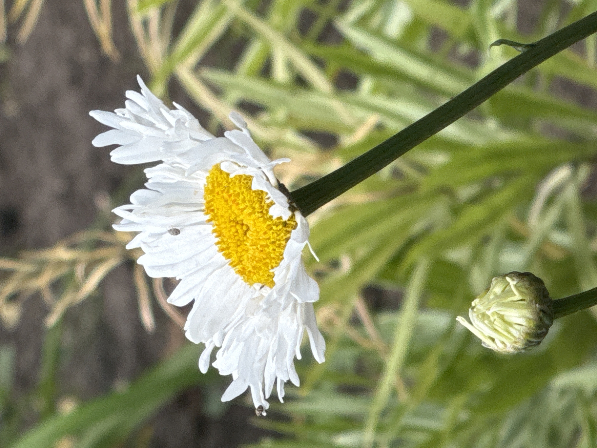 A close-up, shallow depth of field shot captures a white daisy in bloom with a bright yellow center. The daisy's petals are delicate and slightly ruffled, with some appearing to be curled or folded. A tiny insect is visible on one of the petals. To the lower left of the main flower, a tightly closed daisy bud is visible, its green sepals folded around the nascent petals. The flower is supported by a slender green stem, and the background consists of blurred green foliage and a dark, out-of-focus ground. The image is taken outdoors, in what appears to be a garden setting.