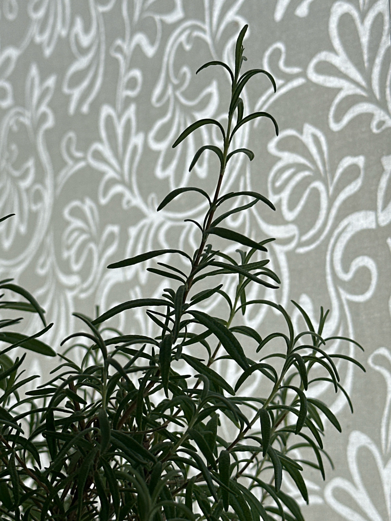 The image shows a close-up of a rosemary plant with dark green leaves and thin stems, positioned in the foreground. Behind the plant, a light-colored wall features a decorative floral pattern. The lighting creates a soft shadow of the plant onto the wall. The scene is indoors, and there is no indication of the specific location within Nevinnomyssk, Russia, or the presence of any people.