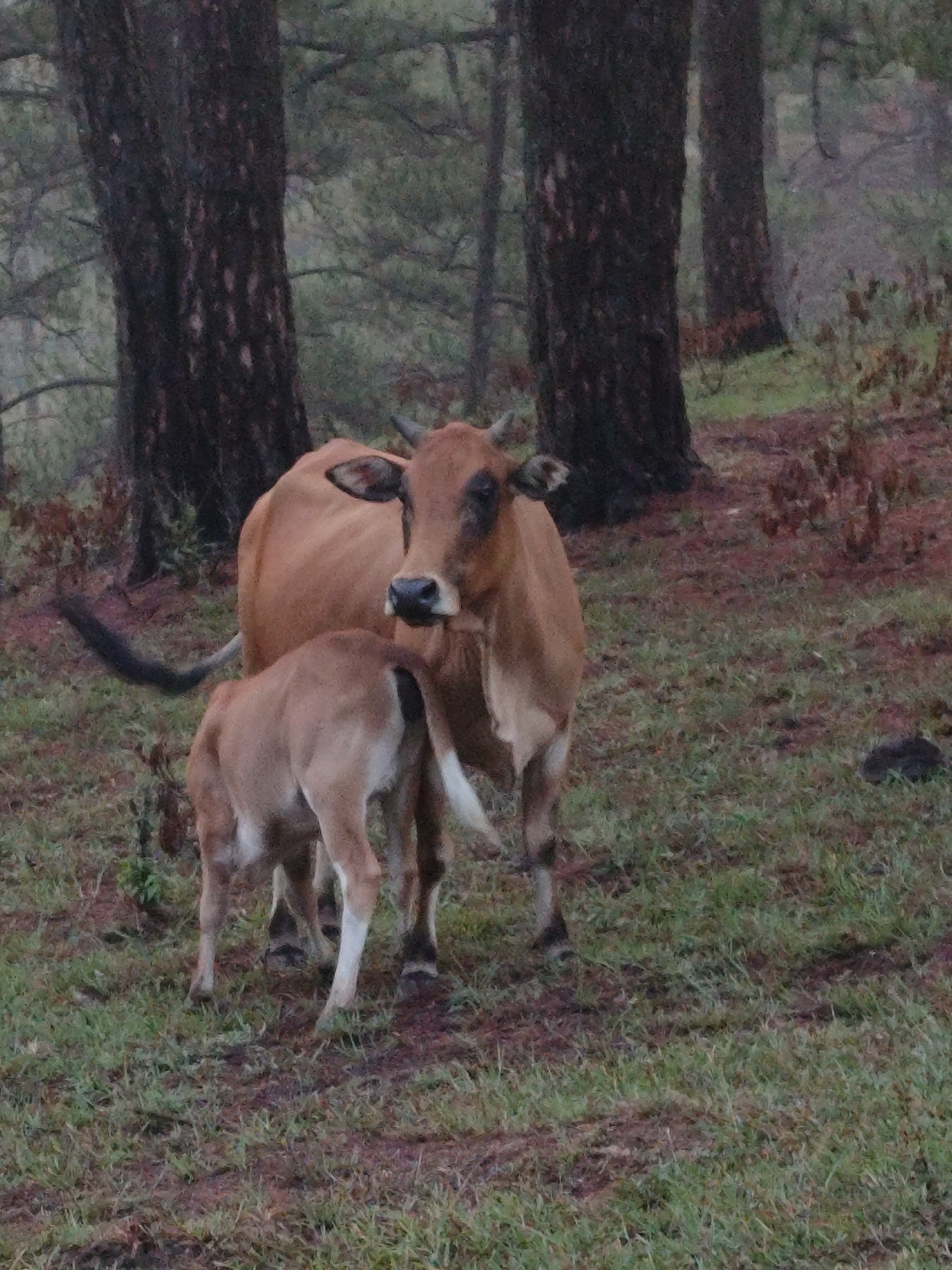 This image captures an adult cow and its calf in a natural, forested setting, likely in Lạc Dương, Vietnam.
The main subjects are a light brown adult cow and its similarly colored calf. The adult cow, which appears to be a Zebu-type breed, stands prominently in the mid-ground, facing towards the viewer. It has small dark horns, dark patches around its eyes, and a dark muzzle. The calf is positioned closely beside and slightly behind the adult, with its rear facing the viewer, suggesting it is nuzzling or standing near its mother.
They are situated on uneven ground covered with green grass and patches of reddish-brown soil or dried vegetation. In the background, numerous tall, dark-barked pine trees create a dense, vertical element, indicating a forest or woodland environment.
The lighting is soft and diffused, suggesting an overcast day or perhaps early morning or late afternoon. The overall color palette is muted, with greens, browns, and dark grays dominating, contributing to a tranquil and natural atmosphere. The scene evokes a sense of maternal care and a peaceful coexistence of livestock within a natural landscape. There is no visible text in the image.